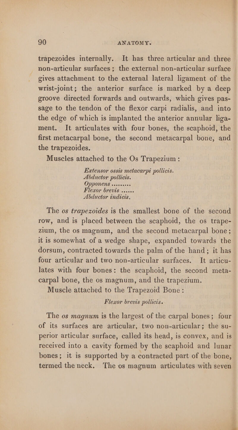 trapezoides internally. It has three articular and three non-articular surfaces ; the external non-articular surface gives attachment to the external lateral ligament of the wrist-joint; the anterior surface is marked by a deep groove directed forwards and outwards, which gives pas- sage to the tendon of the flexor carpi radialis, and into the edge of which is implanted the anterior annular liga- ment. It articulates with four bones, the scaphoid, the first metacarpal bone, the second metacarpal bone, and the trapezoides. Muscles attached to the Os Trapezium : Extensor ossis metacarpi pollicis. Abductor pollicis. OPPONeNs «2.00006 Flexor brevis ...... Abductor indicis. The os trapezoides is the smallest bone of the second row, and is placed between the scaphoid, the os trape- zium, the os magnum, and the second metacarpal bone; it is somewhat of a wedge shape, expanded towards the dorsum, contracted towards the palm of the hand; it has four articular and two non-articular surfaces. It articu- lates with four bones: the scaphoid, the second meta- carpal bone, the os magnum, and the trapezium. Muscle attached to the Trapezoid Bone: Flexor brevis pollicis. The os magnum is the largest of the carpal bones; four of its surfaces are articular, two non-articular; the su- perior articular surface, called its head, is convex, and is received into a cavity formed by the scaphoid and lunar bones; it is supported by a contracted part of the bone, termed the neck. The os magnum articulates with seven