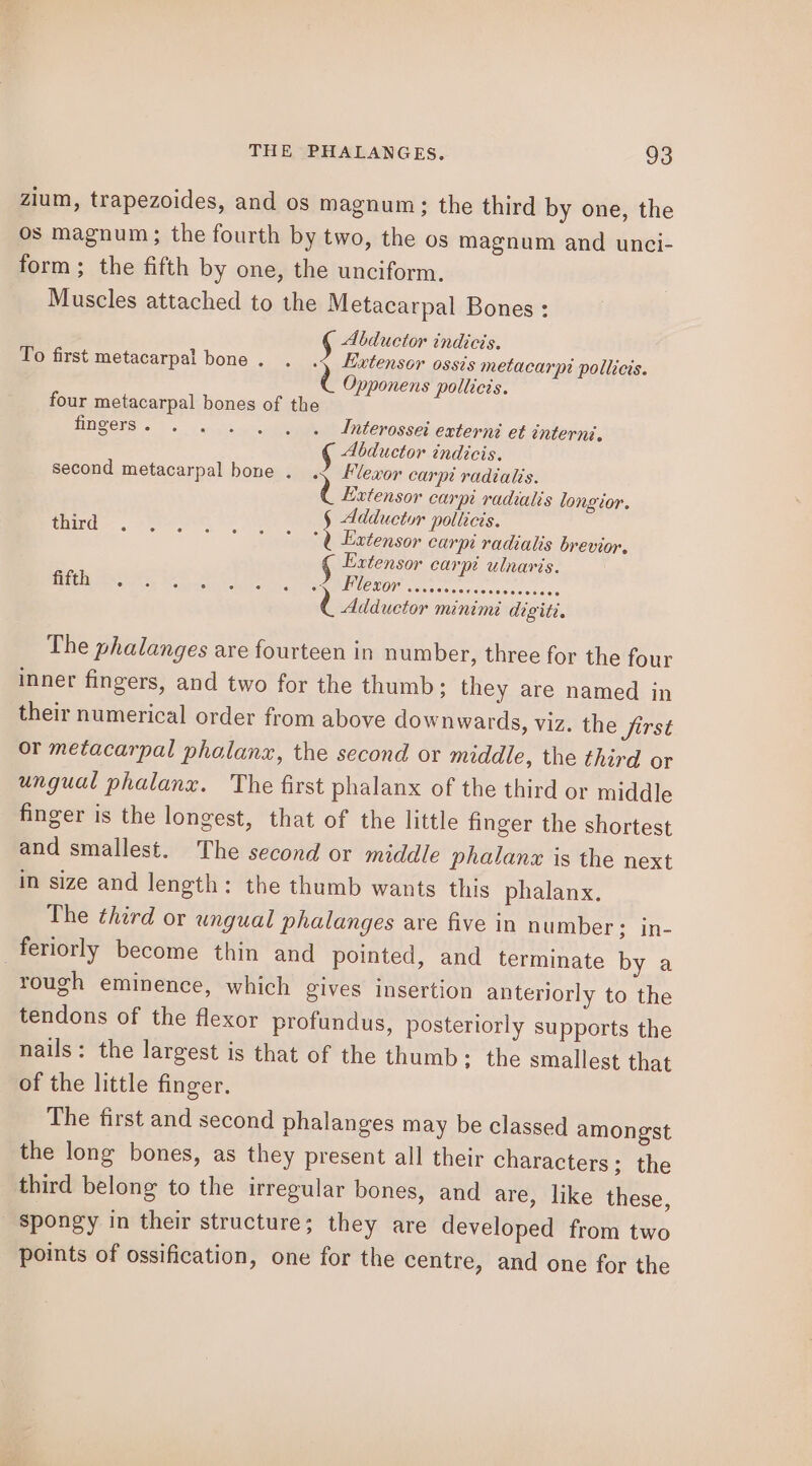 zium, trapezoides, and os magnum ; the third by one, the os magnum; the fourth by two, the os magnum and unci- form; the fifth by one, the unciform. Muscles attached to the Metacarpal Bones : ; Abductor indicis. To first metacarpal bone . Extensor ossis metacarpi pollicis. Opponens pollicis. four metacarpal bones of the fingers . Interossei externi et interni, ¢ Abductor indicis. second metacarpal bone . ?) Flexor carpi radialis. Extensor carpi radialis longior. third § Adductor pollicis. — TS peieilelatensor carpe radialis brevior, Extensor carpi ulnaris. BEREE Meera hs coos eters, S Fens Seles cieiseideseelsncsindve d Adductor minimi digiti. The phalanges are fourteen in number, three for the four inner fingers, and two for the thumb; they are named in their numerical order from above downwards, viz. the Jirst or metacarpal phalanx, the second or middle, the third or ungual phalanx. The first phalanx of the third or middle finger is the longest, that of the little finger the shortest and smallest. The second or middle phalanz is the next in size and length: the thumb wants this phalanx. The third or ungual phalanges are five in number; in- _feriorly become thin and pointed, and terminate by a rough eminence, which gives insertion anteriorly to the tendons of the flexor profundus, posteriorly supports the nails: the largest is that of the thumb: the smallest that of the little finger. The first and second phalanges may be classed amongst the long bones, as they present all their characters; the third belong to the irregular bones, and are, like these, _ Spongy in their structure; they are developed from two points of ossification, one for the centre, and one for the