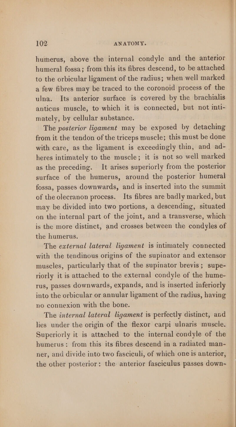 humerus, above the internal condyle and the anterior humeral fossa: from this its fibres descend, to be attached to the orbicular ligament of the radius; when well marked a few fibres may be traced to the coronoid process of the ulna. Its anterior surface is covered by the brachialis anticus muscle, to which it is connected, but not inti- mately, by cellular substance. The posterior ligament may be exposed by detaching from it the tendon of the triceps muscle; this must be done with care, as the ligament is exceedingly thin, and ad-. heres intimately to the muscle; it is not so well marked as the preceding. It arises superiorly from the posterior surface of the humerus, around the posterior humeral fossa, passes downwards, and is inserted into the summit of the olecranon process. Its fibres are badly marked, but may be divided into two portions, a descending, situated on the internal part of the joint, and a transverse, which is the more distinct, and crosses between the condyles of the humerus. The external lateral ligament is intimately connected with the tendinous origins of the supinator and extensor muscles, particularly that of the supinator brevis; supe- riorly it is attached to the external condyle of the hume- rus, passes downwards, expands, and is inserted inferiorly into the orbicular or annular ligament of the radius, having no connexion with the bone. The internal lateral ligament is perfectly distinct, and lies under the origin of the flexor carpi ulnaris muscle. Superiorly it is attached to the internal condyle of the humerus: from this its fibres descend in a radiated man- ner, and divide into two fasciculi, of which one is anterior, the other posterior: the: anterior fasciculus passes down-