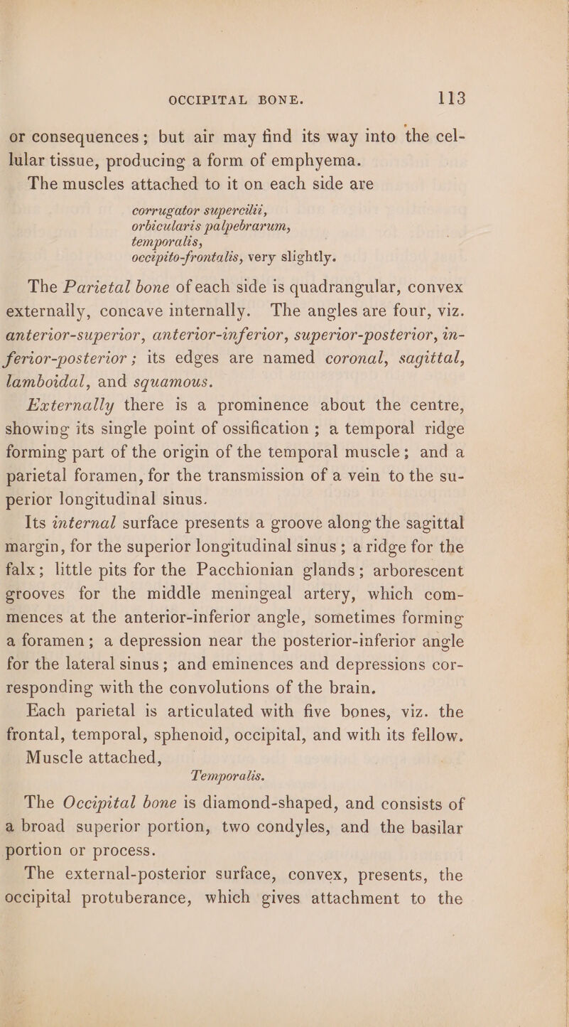 OCCIPITAL BONE. ty3 or consequences; but air may find its way into the cel- lular tissue, producing a form of emphyema. The muscles attached to it on each side are corrugator superciltz, orbicularts palpebrarum, temporalts, oectpito-frontalis, very slightly. The Parietal bone of each side is quadrangular, convex externally, concave internally. The angles are four, viz. anterior-superior, anterior-inferior, superior-posterior, in- ferior-posterior ; its edges are named coronal, sagittal, lamboidal, and squamous. eternally there is a prominence about the centre, showing its single point of ossification ; a temporal ridge forming part of the origin of the temporal muscle; and a parietal foramen, for the transmission of a vein to the su- perior longitudinal sinus. Its internal surface presents a groove along the sagittal margin, for the superior longitudinal sinus ; a ridge for the falx; little pits for the Pacchionian glands; arborescent grooves for the middle meningeal artery, which com- mences at the anterior-inferior angle, sometimes forming a foramen; a depression near the posterior-inferior angle for the lateral sinus; and eminences and depressions cor- responding with the convolutions of the brain. Each parietal is articulated with five bones, viz. the frontal, temporal, sphenoid, occipital, and with its fellow. Muscle attached, Temporals. The Occipital bone is diamond-shaped, and consists of a broad superior portion, two condyles, and the basilar portion or process. The external-posterior surface, convex, presents, the occipital protuberance, which gives attachment to the