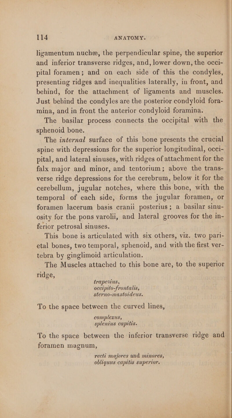 ligamentum nuche, the perpendicular spine, the superior and inferior transverse ridges, and, lower down, the occi- pital foramen; and on each side of this the condyles, presenting ridges and inequalities laterally, in front, and behind, for the attachment of ligaments and muscles. Just behind the condyles are the posterior condyloid fora- mina, and in front the anterior condyloid foramina. The basilar process connects the occipital with the sphenoid bone. The internal surface of this bone presents the crucial spine with depressions for the superior longitudinal, occi- pital, and lateral sinuses, with ridges of attachment for the falx major and minor, and tentorium; above the trans- verse ridge depressions for the cerebrum, below it for the cerebellum, jugular notches, where this bone, with the temporal of each side, forms the jugular foramen, or foramen lacerum basis cranii posterius; a basilar sinu- osity for the pons varolii, and lateral grooves for the in- ferior petrosal sinuses. This bone is articulated with six others, viz. two pari- etal bones, two temporal, sphenoid, and with the first ver- tebra by ginglimoid articulation. The Muscles attached to this bone are, to the superior ridge, trapexus, occipito-frontalis, sterno-mastoideus. To the space between the curved lines, complexus, splentus capitis. To the space between the inferior transverse ridge and foramen magnum, recti majores and ménores, obliquus capitis superior.