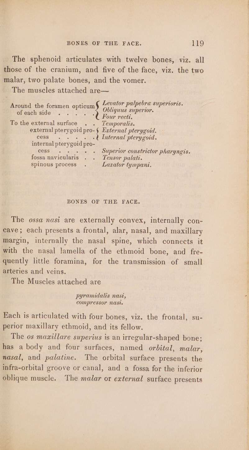 The sphenoid articulates with twelve bones, viz. all those of the cranium, and five of the face, viz. the two malar, two palate bones, and the vomer. | The muscles attached are— Around the foramen oa of each side Obliquus superior. Four recti. To the external surface . . Temporalis. external pterygoid pro- § External pterygoid. ; Levator palpebre superioris. ees. . +t Internal pterygoid. internal pterygoid as cess. - Superior constrictor pharyngis. fossa navicularis - « Tensor palate. spinous process . Lasator tympani. BONES OF THE FACE. The ossa nasi are externally convex, internally con- cave; each presents a frontal, alar, nasal, and maxillary margin, internally the nasal spine, which connects it with the nasal lamella of the ethmoid bone, and fre- quently little foramina, for the transmission of small arteries and veins. The Muscles attached are pyramidalis Nast, compressor NASt. Each is articulated with four bones, viz. the frontal, su- perior maxillary ethmoid, and its fellow. The os mazillare superius is an irregular-shaped bone; has a body and four surfaces, named orbital, malar, nasal, and palatine. The orbital surface presents the infra-orbital groove or canal, and a fossa for the inferior oblique muscle. The malar or external surface presents
