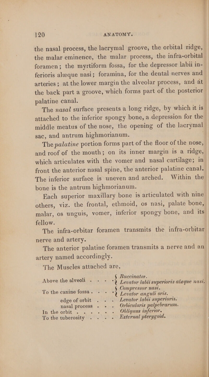 the nasal process, the lacrymal groove, the orbital ridge, the malar eminence, the malar process, the infra-orbital foramen; the myrtiform fossa, for the depressor labii in- ferioris aleeque nasi; foramina, for the dental nerves and arteries; at the lower margin the alveolar process, and at the back part a groove, which forms part of the posterior palatine canal. The nasal surface presents a long ridge, by which it is attached to the inferior spongy bone, a depression for the middle meatus of the nose, the opening of the lacrymal sac, and antrum highmorianum. The palatine portion forms part of the floor of the nose, and roof of the mouth; on its inner margin is a ridge, which articulates with the vomer and nasal cartilage; in front the anterior nasal spine, the anterior palatine canal. The inferior surface is uneven and arched. Within the bone is the antrum highmorianum. Each superior maxillary bone is articulated with nine others, viz. the frontal, ethmoid, os nasi, palate bone, malar, os unguis, vomer, inferior spongy bone, and its fellow. The infra-orbitar foramen transmits the infra-orbitar nerve and artery. The anterior palatine foramen transmits a nerve and an artery named accordingly. The Muscles attached are, Above the alveoli .} Buecinator. Levator labii superiorts aleque nasi. § Compressor nasi. °U Levator anguli ors. edge of orbit . . . Levator labie supertores. nasal process . - . Orbicularis palpebrarum. In the orbit . . . . + ~ Obliquus inferior. To the tuberosity . . . . External pterygoid. To the canine fossa .