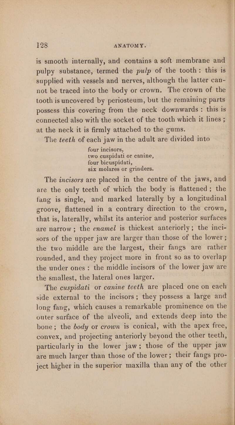 is smooth internally, and contains a soft membrane and pulpy substance, termed the pulp of the tooth: this is supplied with vessels and nerves, although the latter can- not be traced into the body or crown. The crown of the tooth is uncovered by periosteum, but the remaining parts possess this covering from the neck downwards : this is connected also with the socket of the tooth which it lines ; at the neck it is firmly attached to the gums. The teeth of each jaw in the adult are divided into four incisors, two cuspidati or canine, four bicuspidati, six molares or grinders. The zncisors are placed in the centre of the jaws, and are the only teeth of which the body is flattened; the fang is single, and marked laterally by a longitudinal eroove, flattened in a contrary direction to the crown, that is, laterally, whilst its anterior and posterior surfaces are narrow; the enamel is thickest anteriorly; the inci- sors of the upper jaw are larger than those of the lower ; the two middle are the largest, their fangs are rather rounded, and they project more in front so as to overlap the under ones: the middle incisors of the lower jaw are the smallest, the lateral ones larger. The cuspidati or canine teeth are placed one on each side external to the incisors; they possess a large and long fang, which causes a remarkable prominence on the outer surface of the alveoli, and extends deep into the bone; the body or crown is conical, with the apex free, convex, and projecting anteriorly beyond the other teeth, particularly in the lower jaw; those of the upper jaw are much larger than those of the lower; their fangs pro- ject higher in the superior maxilla than any of the other