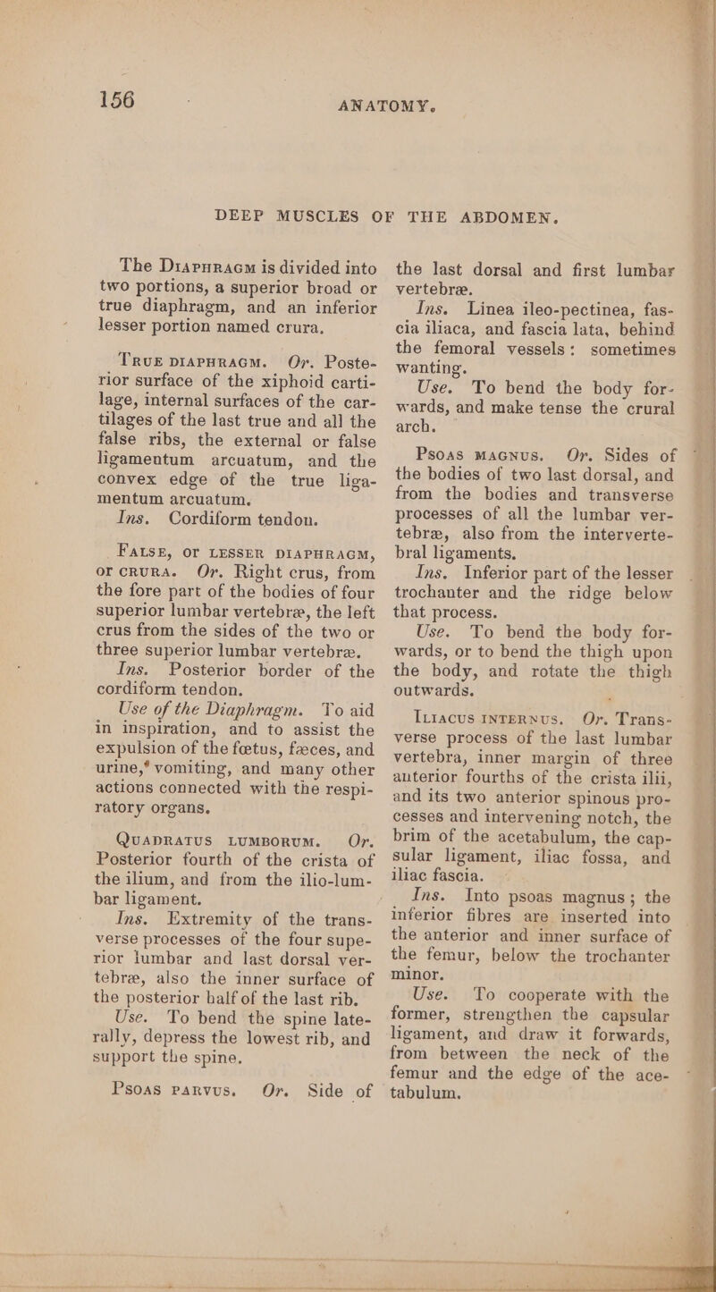 The Diaruracm is divided into two portions, a superior broad or true diaphragm, and an inferior lesser portion named crura. TruE DIAPHRAGM. Or. Poste- rior surface of the xiphoid carti- lage, internal surfaces of the car- tilages of the last true and all the false ribs, the external or false ligamentum arcuatum, and the convex edge of the true liga- mentum arcuatum. Ins. Cordiform tendon. FALsk, OF LESSER DIAPHRAGM, orcrura. Or. Right crus, from the fore part of the bodies of four superior lumbar vertebra, the left crus from the sides of the two or three superior lumbar vertebre. Ins. Posterior border of the cordiform tendon. Use of the Diaphragm. To aid in inspiration, and to assist the expulsion of the fetus, faeces, and urine,’ vomiting, and many other actions connected with the respi- ratory organs, QuADRATUS LUMBORUM. Or. Posterior fourth of the crista of bar ligament. Ins. Extremity of the trans- verse processes of the four supe- rior lumbar and last dorsal ver- tebre, also the inner surface of the posterior half of the last rib. Use. To bend the spine late- rally, depress the lowest rib, and support the spine, Or. Psoas Parvus, Side of THE ABDOMEN. the last dorsal and first lumbar vertebre. Ins. Linea ileo-pectinea, fas- cia iliaca, and fascia lata, behind the femoral vessels: sometimes wanting. Use. To bend the body for- wards, and make tense the crural arch... Psoas macnus. Or. Sides of the bodies of two last dorsal, and from the bodies and transverse processes of all the lumbar ver- tebre, also from the interverte- bral ligaments, Ins. Inferior part of the lesser trochanter and the ridge below that process. Use. To bend the body for- wards, or to bend the thigh upon the body, and rotate the thigh outwards. IL1acus InTERNUsS. Or. Trans- verse process of the last lumbar vertebra, inner margin of three anterior fourths of the crista ilii, and its two anterior spinous pro-~ cesses and intervening notch, the brim of the acetabulum, the cap- sular ligament, iliac fossa, and iliac fascia. Ins. Into psoas magnus; the inferior fibres are inserted into the anterior and inner surface of the femur, below the trochanter minor. Use. To cooperate with the former, strengthen the capsular ligament, and draw it forwards, from between the neck of the femur and the edge of the ace- tabulum.
