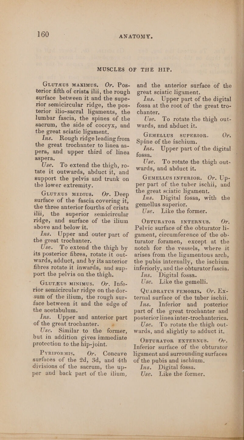 Guiureus Maximus. Or. Pos- terior fifth of crista ilii, the rough surface between it and the supe- rior semicircular ridge, the pos- terior ilio-sacral ligaments, the lumbar fascia, the spines of the sacrum, the side of coccyx, and the great sciatic ligament. Ins. Rough ridge leading from the great trochanter to linea as- pera, and upper third of linea aspera. Use. To extend the thigh, ro- tate it outwards, abduct it, and support the pelvis and trunk on the lower extremity. Giureus mepius. Or. Deep surface of the fascia covering it, the three anterior fourths of crista ilii, the superior semicircular ridge, and surface of the ilium above and below it. Ins. Upper and outer part of the great trochanter. Use. To extend the thigh by its posterior fibres, rotate it out- wards, adduct, and by its anterior fibres rotate it inwards, and sup- port the pelvis on the thigh. GLuT&amp;us minimus. Or. Infe- rior semicircular ridge on the dor- sum of the ilium, the rough sur- face between it and the edge of the acetabulum. Ins. Upper and anterior part of the great trochanter. * Use. Similar to the former, but in addition gives immediate protection to the hip-joint. Pyrirormis, Or. Concave surfaces of the 2d, 3d, and 4th divisions of the sacrum, the up- per and back part of the ilium, and the anterior surface of the great sciatic ligament. Ins. Upper part of the digital fossa at the root of the great tro- chanter. Use. To rotate the thigh out- wards, and abduct it. GEMELLUS SUPERIOR. Or. Spine of the ischium. Ins. Upper part of the digital fossa. Use. To rotate the thigh out- wards, and abduct it. GEMELLUS INFERIOR. Or. Up- per part of the tuber ischii, and the great sciatic ligament. Ins. Digital fossa, with the gemellus superior. Use. Like the former. OBTURATOR INTERNUS. Or, Pelvic surface of the obturator li- gament, circumference of the ob- turator foramen, except. at the notch for the vessels, where it arises from the ligamentous arch, the pubis internally, the ischium inferiorly, and the obturator fascia. Ins. Digital fossa. Use. Like the gemelli. QUADRATUS FEMORIS, Or. Ex- ternal surface of the tuber ischii. Ins. Inferior and _ posterior part of the great trochanter and posterior linea inter-trochanterica. Use. To rotate the thigh out- wards, and slightly to adduct it. OBTURATOR EXTERNUS. Oy. Digital fossa. Like the former.