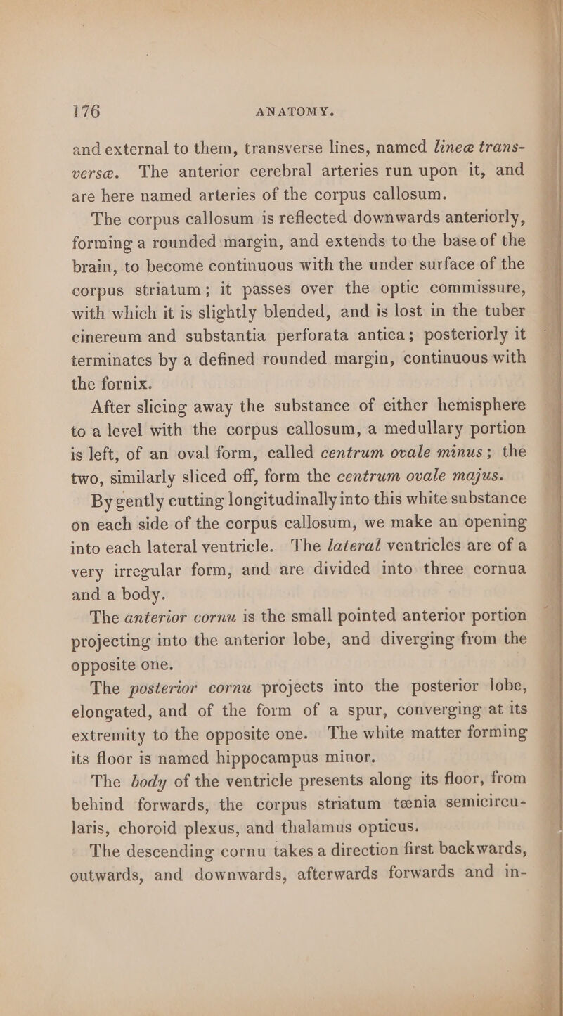 and external to them, transverse lines, named linee trans- verse. The anterior cerebral arteries run upon it, and are here named arteries of the corpus callosum. The corpus callosum is reflected downwards anteriorly, forming a rounded margin, and extends to the base of the brain, to become continuous with the under surface of the corpus striatum; it passes over the optic commissure, with which it is slightly blended, and is lost in the tuber cinereum and substantia perforata antica; posteriorly it terminates by a defined rounded margin, continuous with the fornix. After slicing away the substance of either hemisphere to a level with the corpus callosum, a medullary portion is left, of an oval form, called centrum ovale minus; the two, similarly sliced off, form the centrum ovale majus. By gently cutting longitudinally into this white substance on each side of the corpus callosum, we make an opening into each lateral ventricle. The dateral ventricles are of a very irregular form, and are divided into three cornua and a body. The anterior cornu is the small pointed anterior portion projecting into the anterior lobe, and diverging from the opposite one. The posterior cornu projects into the posterior lobe, elongated, and of the form of a spur, converging at its extremity to the opposite one. The white matter forming its floor is named hippocampus minor. The body of the ventricle presents along its floor, from behind forwards, the corpus striatum teenia semicircu- laris, choroid plexus, and thalamus opticus. The descending cornu takes a direction first backwards, outwards, and downwards, afterwards forwards and in-