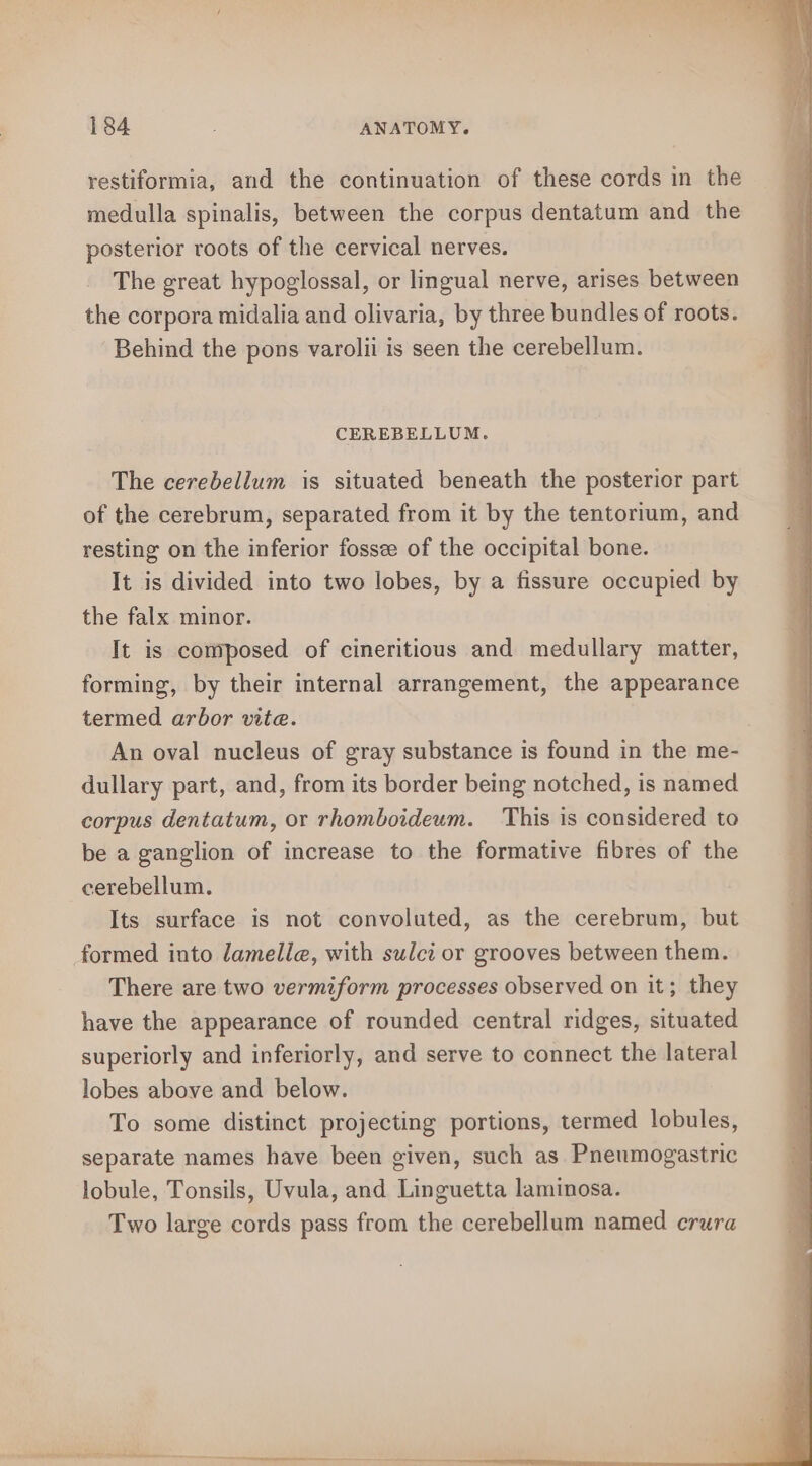 restiformia, and the continuation of these cords in the medulla spinalis, between the corpus dentatum and the posterior roots of the cervical nerves. The great hypoglossal, or lingual nerve, arises between the corpora midalia and olivaria, by three bundles of roots. Behind the pons varolii is seen the cerebellum. CEREBELLUM. The cerebellum is situated beneath the posterior part of the cerebrum, separated from it by the tentorium, and resting on the inferior fossee of the occipital bone. It is divided into two lobes, by a fissure occupied by the falx minor. It is composed of cineritious and medullary matter, forming, by their internal arrangement, the appearance termed arbor vite. An oval nucleus of gray substance is found in the me- dullary part, and, from its border being notched, is named corpus dentatum, or rhomboideum. This is considered to be a ganglion of increase to the formative fibres of the cerebellum. Its surface is not convoluted, as the cerebrum, but formed into lamella, with sulci or grooves between them. There are two vermiform processes observed on it; they have the appearance of rounded central ridges, situated superiorly and inferiorly, and serve to connect the lateral lobes above and below. To some distinct projecting portions, termed lobules, separate names have been given, such as Pneumogastric lobule, Tonsils, Uvula, and Linguetta laminosa. Two large cords pass from the cerebellum named crura erratic y—etn e