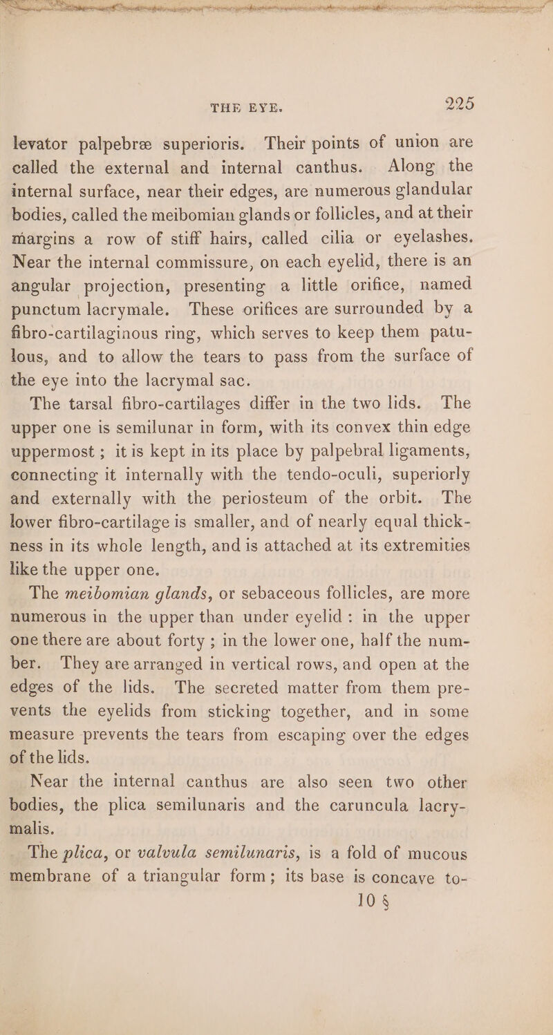 wei wo id — ™~ Yl Finnie parti ee anastasia eo Satete ie eatlgne THE EYE. 995 levator palpebree superioris. Their points of union are called the external and internal canthus. Along the internal surface, near their edges, are numerous glandular bodies, called the meibomian glands or follicles, and at their margins a row of stiff hairs, called cilia or eyelashes. Near the internal commissure, on each eyelid, there is an angular projection, presenting a little orifice, named punctum lacrymale. These orifices are surrounded by a fibro-cartilaginous ring, which serves to keep them patu- lous, and to allow the tears to pass from the surface of the eye into the lacrymal sac. The tarsal fibro-cartilages differ in the two lids. The upper one is semilunar in form, with its convex thin edge uppermost ; itis kept in its place by palpebral ligaments, connecting it internally with the tendo-oculi, superiorly and externally with the periosteum of the orbit. The lower fibro-cartilage is smaller, and of nearly equal thick- ness in its whole length, and is attached at its extremities like the upper one. The meibomian glands, or sebaceous follicles, are more numerous in the upper than under eyelid: in the upper one there are about forty ; in the lower one, half the num- ber. They are arranged in vertical rows, and open at the edges of the lids. The secreted matter from them pre- vents the eyelids from sticking together, and in some measure prevents the tears from escaping over the edges of the lids. Near the internal canthus are also seen two other bodies, the plica semilunaris and the caruncula lacry- malis. The plica, or valvula semilunaris, is a fold of mucous ‘membrane of a triangular form; its base is concave to-