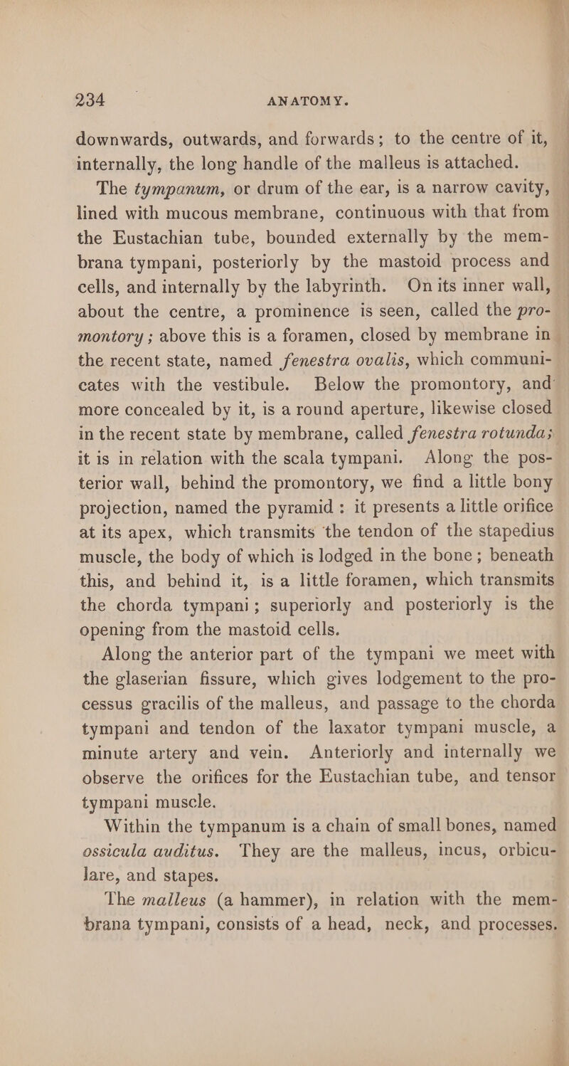 downwards, outwards, and forwards; to the centre of it, internally, the long handle of the malleus is attached. The tympanum, or drum of the ear, is a narrow cavity, lined with mucous membrane, continuous with that from the Eustachian tube, bounded externally by the mem- brana tympani, posteriorly by the mastoid process and cells, and internally by the labyrinth. On its inner wall, — about the centre, a prominence is seen, called the pro-_ montory ; above this is a foramen, closed by membrane in — the recent state, named fenestra ovalis, which communi- cates with the vestibule. Below the promontory, and more concealed by it, is a round aperture, likewise closed in the recent state by membrane, called fenestra rotunda; it is in relation with the scala tympani. Along the pos- terior wall, behind the promontory, we find a little bony projection, named the pyramid : it presents a little orifice at its apex, which transmits the tendon of the stapedius muscle, the body of which is lodged in the bone; beneath this, and behind it, is a little foramen, which transmits the chorda tympani; superiorly and posteriorly is the opening from the mastoid cells. Along the anterior part of the tympani we meet with the glaserian fissure, which gives lodgement to the pro- cessus gracilis of the malleus, and passage to the chorda tympani and tendon of the laxator tympani muscle, a minute artery and vein. Anteriorly and internally we observe the orifices for the Eustachian tube, and tensor tympani muscle. Within the tympanum is a chain of small bones, named ossicula auditus. They are the malleus, incus, orbicu- Jare, and stapes. The malleus (a hammer), in relation with the mem- brana tympani, consists of a head, neck, and processes. aa