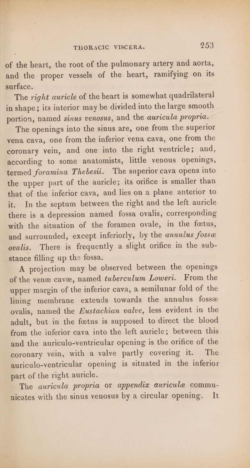 and the proper vessels of the heart, ramifyimg on its surface. The right auricle of the heart is somewhat quadrilateral portion, named sinus venosus, and the auricula propria. The openings into the sinus are, one from the superior vena cava, one from the inferior vena cava, one from the coronary vein, and one into the right ventricle; and, according to some anatomists, little venous openings, termed foramina Thebesii. The superior cava opens into the upper part of the auricle; its orifice is smaller than that of the inferior cava, and lies on a plane anterior to it. In the septum between the right and the left auricle there is a depression named fossa ovalis, corresponding with the situation of the foramen ovale, in the foetus, and surrounded, except inferiorly, by the annulus fosse ovalis. There is frequently a slight orifice in the sub- stance filling up the fossa. A projection may be observed between the openings of the venee cave, named tuberculum Lowert. From the upper margin of the inferior cava, a semilunar fold of the lining membrane extends towards the annulus fosse ovalis, named the Eustachian valve, less evident in the adult, but in the foetus is supposed to direct the blood from the inferior cava into the left auricle; between this and the auriculo-ventricular opening is the orifice of the coronary vein, with a valve partly covering it. The auriculo-ventricular opening is situated in the inferior part of the right auricle. The auricula propria or appendix auricule commu- nicates with the sinus venosus by a circular opening. It