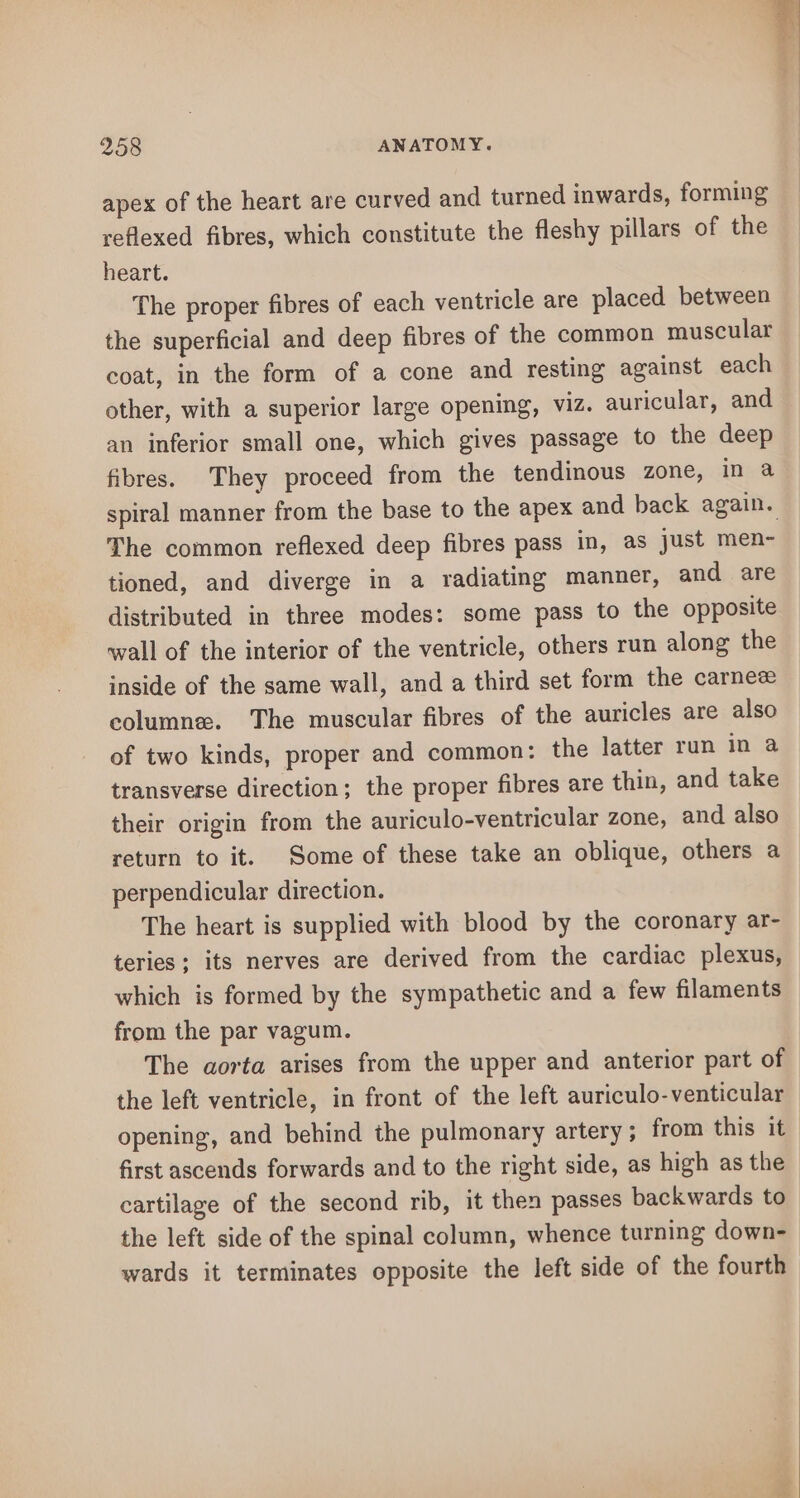 apex of the heart are curved and turned inwards, forming reflexed fibres, which constitute the fleshy pillars of the heart. The proper fibres of each ventricle are placed between the superficial and deep fibres of the common muscular coat, in the form of a cone and resting against each other, with a superior large opening, viz. auricular, and an inferior small one, which gives passage to the deep fibres. They proceed from the tendinous zone, in a spiral manner from the base to the apex and back again. The common reflexed deep fibres pass in, as just men- tioned, and diverge in a radiating manner, and are distributed in three modes: some pass to the opposite wall of the interior of the ventricle, others run along the inside of the same wall, and a third set form the carnee columne. The muscular fibres of the auricles are also of two kinds, proper and common: the latter run in a transverse direction; the proper fibres are thin, and take their origin from the auriculo-ventricular zone, and also return to it. Some of these take an oblique, others a perpendicular direction. The heart is supplied with blood by the coronary ar- teries; its nerves are derived from the cardiac plexus, which is formed by the sympathetic and a few filaments from the par vagum. The aorta arises from the upper and anterior part of the left ventricle, in front of the left auriculo-venticular opening, and behind the pulmonary artery; from this it first ascends forwards and to the right side, as high as the cartilage of the second rib, it then passes backwards to the left side of the spinal column, whence turning down- wards it terminates opposite the left side of the fourth