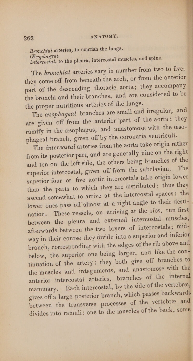 Bronchial arteries, to nourish the lungs. Esophageal. Intercostal, to the pleura, intercostal muscles, and spine. The bronchial arteries vary in number from two to five; they come off from beneath the arch, or from the anterior part of the descending thoracic aorta; they accompany the bronchi and their branches, and are considered to be the proper nutritious arteries of the lungs. The esophageal branches are small and irregular, and are given off from the anterior part of the aorta: they ramify in the cesophagus, and anastomose with the ceso- phageal branch, given off by the coronaria ventriculi. The intercostal arteries from the aorta take origin rather from its posterior part, and are generally nine on the right and ten on the left side, the others being branches of the superior intercostal, given off from the subclavian. The superior four or five aortic intercostals take origin lower than the parts to which they are distributed; thus they ascend somewhat to arrive at the intercostal spaces ; the lower ones pass off almost at a right angle to their desti- nation. ‘These vessels, on arriving at the ribs, run first between the pleura and external intercostal muscles, afterwards between the two layers of intercostals; mid- way in their course they divide into a superior and inferior branch, corresponding with the edges of the rib above and below, the superior one being larger, and like the con- tinuation of the artery: they both give off branches to the muscles and integuments, and anastomose with the anterior intercostal arteries, branches of the internal mammary. Each intercostal, by the side of the vertebra, gives off a large posterior branch, which passes backwards between the transverse processes of the vertebree and divides into ramuli: one to the muscles of the back, some
