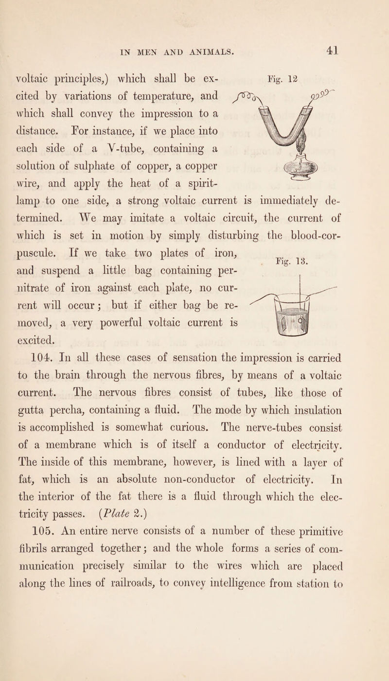 voltaic principles,) which shall be ex- Fig. 12 cited by variations of temperature, and which shall convey the impression to a distance. Tor instance, if we place into each side of a V-tube, containing a solution of sulphate of copper, a copper wire, and apply the heat of a spirit- lamp to one side, a strong voltaic current is immediately de¬ termined. We may imitate a voltaic circuit, the current of which is set in motion by simply disturbing the blood-cor- puscule. If we take two plates of iron, ^ ^ and suspend a little bag containing per- nitrate of iron against each plate, no cur¬ rent will occur; but if either bag be re¬ moved, a very powerful voltaic current is excited. 104. In all these cases of sensation the impression is carried to the brain through the nervous fibres, by means of a voltaic current. The nervous fibres consist of tubes, like those of gutta percha, containing a fluid. The mode by which insulation is accomplished is somewhat curious. The nerve-tubes consist of a membrane which is of itself a conductor of electricity. The inside of this membrane, however, is lined with a layer of fat, which is an absolute non-conductor of electricity. In the interior of the fat there is a fluid through which the elec¬ tricity passes. (Plate 2.) 105. An entire nerve consists of a number of these primitive fibrils arranged together; and the whole forms a series of com¬ munication precisely similar to the wires which are placed along the lines of railroads, to convey intelligence from station to