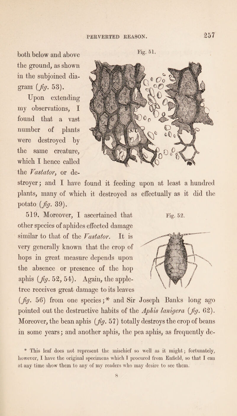 both below and above Flg‘ 51' the ground,, as shown in the subjoined dia¬ gram {fig. 53). Upon extending my observations, I found that a vast number of plants were destroyed by the same creature, which I hence called the Vastator, or de¬ stroyer ; and I have found it feeding upon at least a hundred plants, many of which it destroyed as effectually as it did the potato {fig. 39). 519. Moreover, I ascertained that other species of aphides effected damage similar to that of the Vastator. It is very generally known that the crop of hops in great measure depends upon the absence or presence of the hop aphis {fig. 52, 54). Again, the apple- tree receives great damage to its leaves {fig. 56) from one species;* and Sir Joseph Banks long ago pointed out the destructive habits of the Aphis lanigera (fig. 62). Moreover, the bean aphis (fig. 57) totally destroys the crop of beans in some years; and another aphis, the pea aphis, as frequently de- Eig. 52. * This leaf does not represent the mischief so well as it might; fortunately, however, I have the original specimens which I procured from Enfield, so that I can at any time show them to any of my readers who may desire to see them. S