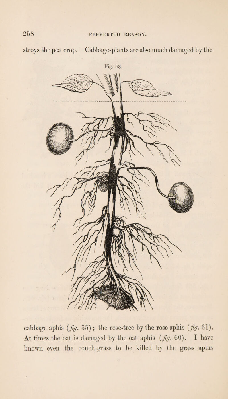 stroys the pea crop. Cabbage-plants are also much damaged by the Mg. 53. cabbage aphis (fig, 55); the rose-tree by the rose aphis (fig, 61). At times the oat is damaged by the oat aphis (fig. 60). I have known even the couch-grass to be killed by the grass aphis