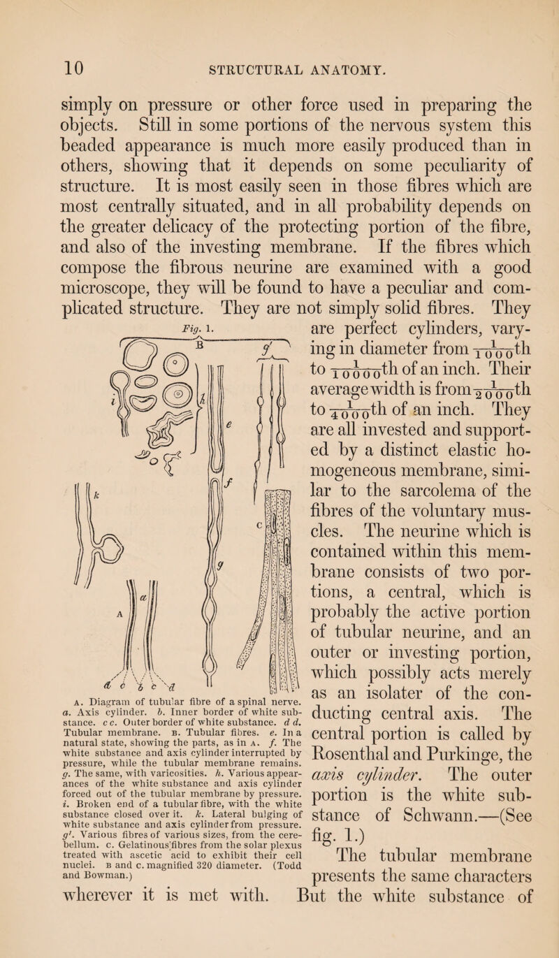 simply on pressure or other force used in preparing the objects. Still in some portions of the nervous system this beaded appearance is much more easily produced than in others, showing that it depends on some peculiarity of structure. It is most easily seen in those fibres which are most centrally situated, and in all probability depends on the greater delicacy of the protecting portion of the fibre, and also of the investing membrane. If the fibres which compose the fibrous neurine are examined with a good microscope, they will be found to have a peculiar and com¬ plicated structure. They are not simply solid fibres. They Fig. 1. are perfect cylinders, vary¬ ing in diameter from Y'ooo^h to 1 o ciooth of an inch. Their average width is from-2^0 th toxoooth of an inch. They are all invested and support¬ ed by a distinct elastic ho¬ mogeneous membrane, simi¬ lar to the sarcolema of the fibres of the voluntary mus¬ cles. The neurine which is contained within this mem¬ brane consists of two por¬ tions, a central, which is probably the active portion of tubular neurine, and an outer or investing portion, which possibly acts merely as an isolater of the con¬ ducting central axis. The central portion is called by Rosenthal and Purkinge, the axis cylinder. The outer portion is the white sub¬ stance of Schwann.—(See %• i-) The tubular membrane presents the same characters wherever it is met with. But the white substance of a. Diagram of tubular fibre of a spinal nerve. a. Axis cylinder, b. Inner border of white sub¬ stance. cc. Outer border of white substance, d d. Tubular membrane, b. Tubular fibres, e. In a natural state, showing the parts, as in a. /. The white substance and axis cylinder interrupted by pressure, while the tubular membrane remains. ff. The same, with varicosities, h. Various appear¬ ances of the white substance and axis cylinder forced out of the tubular membrane by pressure. i. Broken end of a tubular fibre, with the white substance closed over it. k. Lateral bulging of white substance and axis cylinder from pressure. g'. Various fibres of various sizes, from the cere¬ bellum. c. GelatinousTbres from the solar plexus treated with ascetic acid to exhibit their cell nuclei, b and c. magnified 320 diameter. (Todd and Bowman.)
