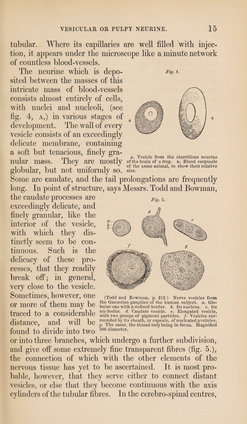 Fig. 4. a. Vesicle from the cineritious neurine of the brain of a frog. b. Blood corpuscle of the same animal, to show their relative size. Fig. 5. tubular. Where its capillaries are well filled with injec¬ tion, it appears under the microscope like a minute network of countless blood-vessels. The neurine which is depo¬ sited between the masses of this intricate mass of blood-vessels consists almost entirely of cells, with nuclei and nucleoli, (see fig. 4, a,) in various stages of development. The wall of every vesicle consists of an exceedingly delicate membrane, containing a soft but tenacious, finely gra¬ nular mass. They are mostly globular, but not uniformly so. Some are caudate, and the tail prolongations are frequently long. In point of structure, says Messrs. Todd and Bowman, the caudate processes are exceedingly delicate, and finely granular, like the interior of the vesicle, with which they dis¬ tinctly seem to be con¬ tinuous. Such is the delicacy of these pro¬ cesses, that they readily break off; in general, very close to the vesicle. Sometimes, however, one or more of them may be frQPPrl o prmcirlproUlp nucleolus. d. Caudate vesicle, e. Elongated vesicle, LlclLCU. IU a LUIIolUViclUlC with two groups of pigment particles. /. Vesicles sur- rlicfnnpp anrl will Up roun(ied by its sheath, or capsule, of nucleated particles. CUblclilLU, cllltl Will UU g. The same, the thread only being in focus. Magnified found to divide into two 300 diameter- or into three branches, which undergo a further subdivision, and give off some extremely fine transparent fibres (fig. 5.), the connection of which with the other elements of the nervous tissue has yet to be ascertained. It is most pro¬ bable, however, that they serve either to connect distant vesicles, or else that they become continuous with the axis cylinders of the tubular fibres. In the cerebro-spinal centres, (Todd and Bowman, p. 212.) Nerve vesicles from the Gasserian ganglion of the human subject, a. Glo¬ bular one with a defined border. b. Its nucleus, c. Its