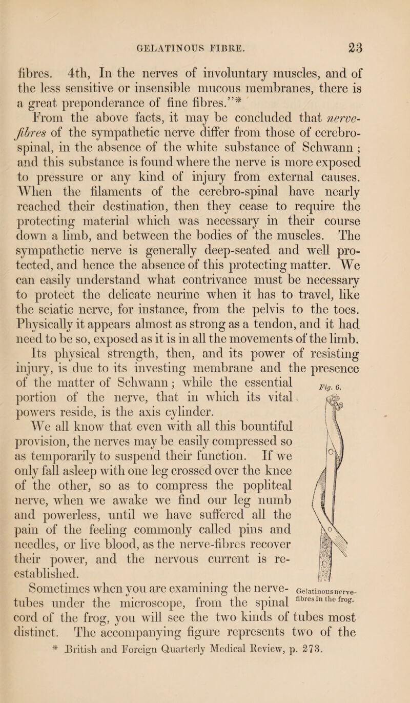 fibres. 4th, In the nerves of involuntary muscles, and of the less sensitive or insensible mucous membranes, there is a great preponderance of fine fibres.”* From the above facts, it may be concluded that nerve- fibres of the sympathetic nerve differ from those of cerebro¬ spinal, in the absence of the white substance of Schwann ; and this substance is found where the nerve is more exposed to pressure or any kind of injury from external causes. When the filaments of the cerebro-spinal have nearly reached their destination, then they cease to require the protecting material which was necessary in their course down a limb, and between the bodies of the muscles. The sympathetic nerve is generally deep-seated and well pro¬ tected, and hence the absence of this protecting matter. We can easily understand what contrivance must be necessary to protect the delicate neurine when it has to travel, like the sciatic nerve, for instance, from the pelvis to the toes. Physically it appears almost as strong as a tendon, and it had need to be so, exposed as it is in all the movements of the limb. Its physical strength, then, and its power of resisting injury, is due to its investing membrane and the presence of the matter of Schwann; while the essential portion of the nerve, that in which its vital powers reside, is the axis cylinder. We all know that even with all this bountiful provision, the nerves may be easily compressed so as temporarily to suspend their function. If we only fall asleep with one leg crossed over the knee of the other, so as to compress the popliteal nerve, when we awake we find our leg numb and powerless, until we have suffered all the pain of the feeling commonly called pins and needles, or live blood, as the nerve-fibres recover their power, and the nervous current is re¬ established. Sometimes when you are examining the nerve- tubes under the microscope, from the spinal flbresmthefr°g- cord of the frog, you will see the two kinds of tubes most distinct. The accompanying figure represents two of the * ^British and Foreign Quarterly Medical Review, p. 273. Fig. 6. Pi m m Gelatinous nerve-