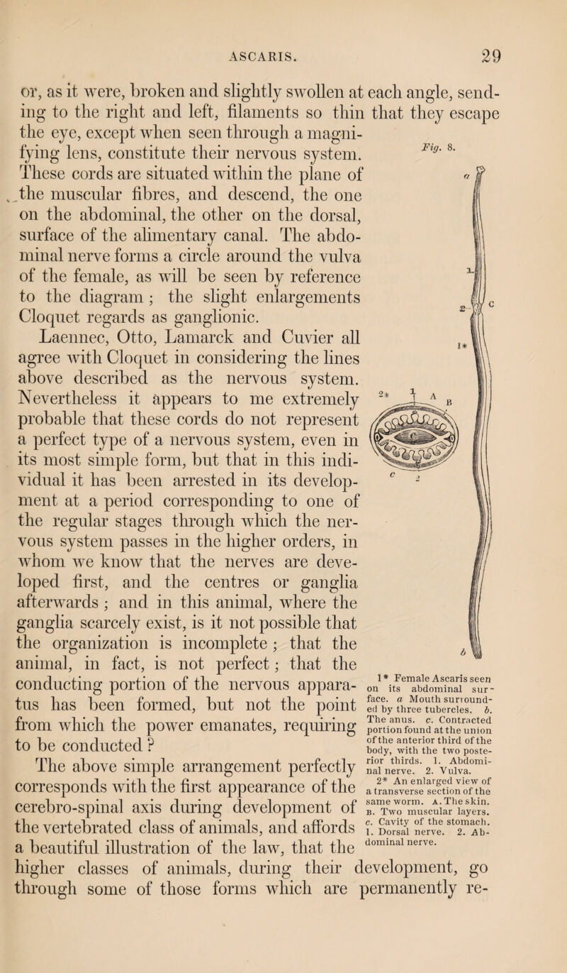 Fig. 8. or, as it were, broken and slightly swollen at each angle, send¬ ing to the right and left, filaments so thin that they escape the eye, except when seen through a magni¬ fying lens, constitute their nervous system. These cords are situated within the plane of ,the muscular fibres, and descend, the one on the abdominal, the other on the dorsal, surface of the alimentary canal. The abdo¬ minal nerve forms a circle around the vulva of the female, as will be seen by reference to the diagram ; the slight enlargements Cloquet regards as ganglionic. Laennec, Otto, Lamarck and Cuvier all agree with Cloquet in considering the lines above described as the nervous system. Nevertheless it appears to me extremely probable that these cords do not represent a perfect type of a nervous system, even in its most simple form, but that in this indi¬ vidual it has been arrested in its develop¬ ment at a period corresponding to one of the regular stages through which the ner¬ vous system passes in the higher orders, in whom we know that the nerves are deve¬ loped first, and the centres or ganglia afterwards ; and in this animal, where the ganglia scarcely exist, is it not possible that the organization is incomplete ; that the animal, in fact, is not perfect; that the conducting portion of the nervous appara- on^ts^bLmTnaT S tus has been formed, but not the point Sfby thKe°LberUciesUnd' from which the power emanates, requiring portSundattheu; to be conducted ? The above simple arrangement perfectly corresponds with the first appearance of the atrLfvLTe'sSTonhe cerebro-spinal axis during development of the vertebrated class of animals, and affords ?; £>h2 nerve. stTTb- a beautiful illustration of the law, that the dominal nerve* higher classes of animals, during their development, go through some of those forms which are permanently re- b. cted union of the anterior third of the body, with the two poste¬ rior thirds. 1. Abdomi- nerve. 2. Vulva. 2* An enlarged view of ransverse section of the same worm. a. The skin. b. Two muscular layers.