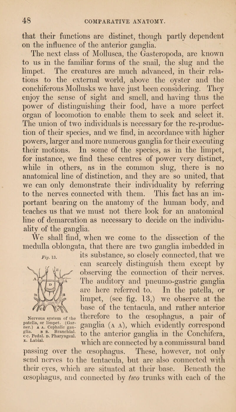 that their functions are distinct, though partly dependent on the influence of the anterior ganglia. The next class of Mollusca, the Gasteropoda, are known to us in the familiar forms of the snail, the slug and the limpet. The creatures are much advanced, in their rela¬ tions to the external world, above the oyster and the conchiferous Mollusks we have just been considering. They enjoy the sense of sight and smell, and having thus the power of distinguishing their food, have a more perfect organ of locomotion to enable them to seek and select it. The union of two individuals is necessary for the re-produc¬ tion of their species, and we find, in accordance with higher powers, larger and more numerous ganglia for their executing their motions. In some of the species, as in the limpet, for instance, we find these centres of power very distinct, while in others, as in the common slug, there is no anatomical line of distinction, and they are so united, that we can only demonstrate their individuality by referring to the nerves connected with them. This fact has an im¬ portant bearing on the anatomy of the human body, and teaches us that we must not there look for an anatomical line of demarcation as necessary to decide on the individu¬ ality of the ganglia. We shall find, when we come to the dissection of the medulla oblongata, that there are two ganglia imbedded in its substance, so closely connected, that we can scarcely distinguish them except by observing the connection of their nerves. The auditory and pneumo-gastric ganglia are here referred to. In the patella, or limpet, (see fig. 13,) we observe at the base of the tentacula, and rather anterior Nervous system of the therefore to the oesophagus, a pair of S?)lai'ganglia (a a), which evidently correspond to the anterior ganglia in the Conchifera, which are connected by a commissural band passing over the oesophagus. These, however, not only send nerves to the tentacula, but are also connected with their eyes, which are situated at their base. Beneath the oesophagus, and connected by two trunks with each of the Fig. 13. glia. b b. Branchial, cc. Pedal, d. Pharyngeal. E. Labial.