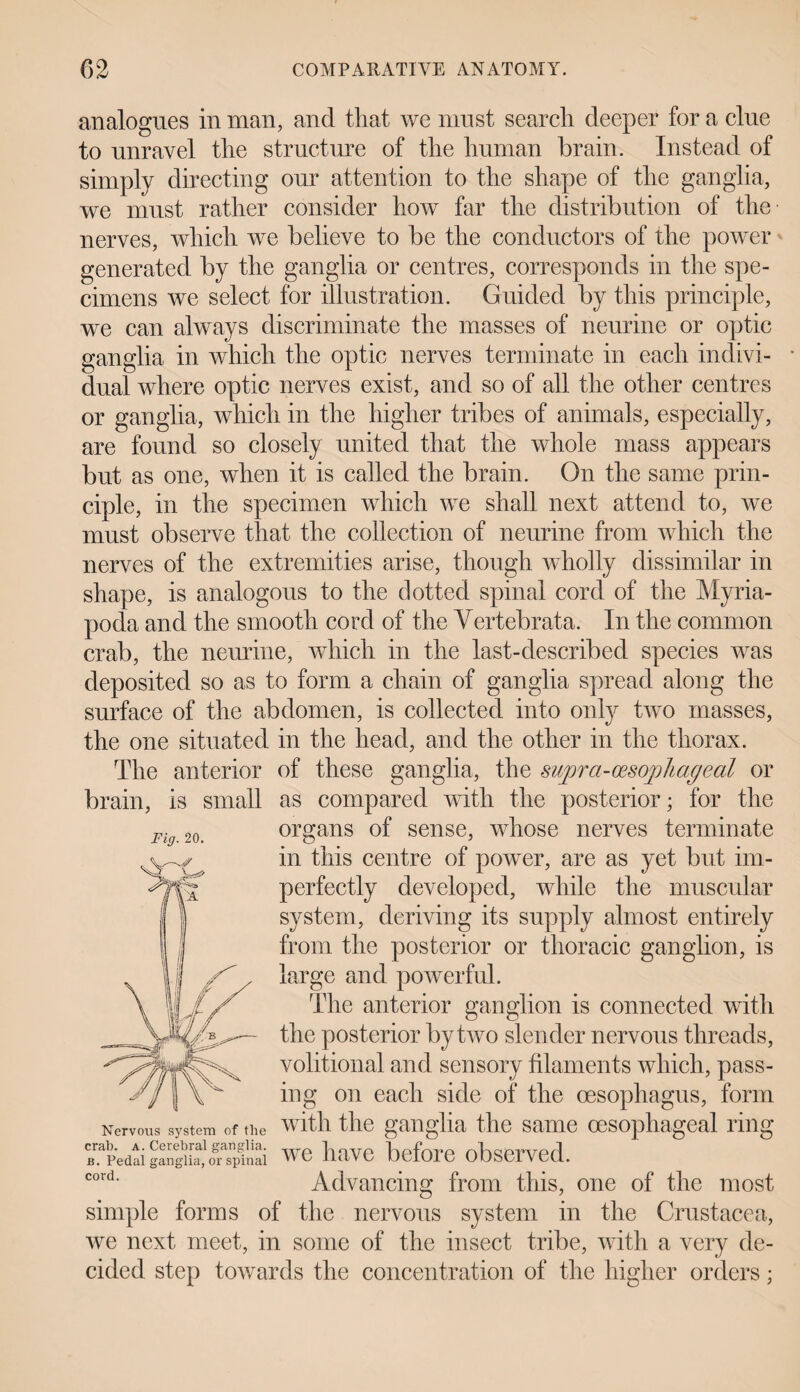 analogues in man, and that we must search deeper for a clue to unravel the structure of the human brain. Instead of simply directing our attention to the shape of the ganglia, we must rather consider how far the distribution of the nerves, which we believe to be the conductors of the power generated by the ganglia or centres, corresponds in the spe¬ cimens we select for illustration. Guided by this principle, we can always discriminate the masses of neurine or optic ganglia in which the optic nerves terminate in each indivi¬ dual where optic nerves exist, and so of all the other centres or ganglia, which in the higher tribes of animals, especially, are found so closely united that the whole mass appears but as one, when it is called the brain. On the same prin¬ ciple, in the specimen which we shall next attend to, we must observe that the collection of neurine from which the nerves of the extremities arise, though wholly dissimilar in shape, is analogous to the clotted spinal cord of the Myria- poda and the smooth cord of the Vertebrata. In the common crab, the neurine, which in the last-described species was deposited so as to form a chain of ganglia spread along the surface of the abdomen, is collected into only two masses, the one situated in the head, and the other in the thorax. The anterior of these ganglia, the supra-oesopliageal or brain, is small as compared with the posterior; for the organs of sense, whose nerves terminate in this centre of power, are as yet but im¬ perfectly developed, while the muscular system, deriving its supply almost entirely from the posterior or thoracic ganglion, is large and powerful. The anterior ganglion is connected with the posterior by two slender nervous threads, volitional and sensory filaments which, pass¬ ing on each side of the oesophagus, form system of the with the ganglia the same oesophageal ring we have before observed. Advancing from this, one of the most simple forms of the nervous system in the Crustacea, we next meet, in some of the insect tribe, with a very de¬ cided step towards the concentration of the higher orders; Fig. 20. Nervous crab. a. Cerebral ganglia b. Pedal ganglia, or spinal cord.
