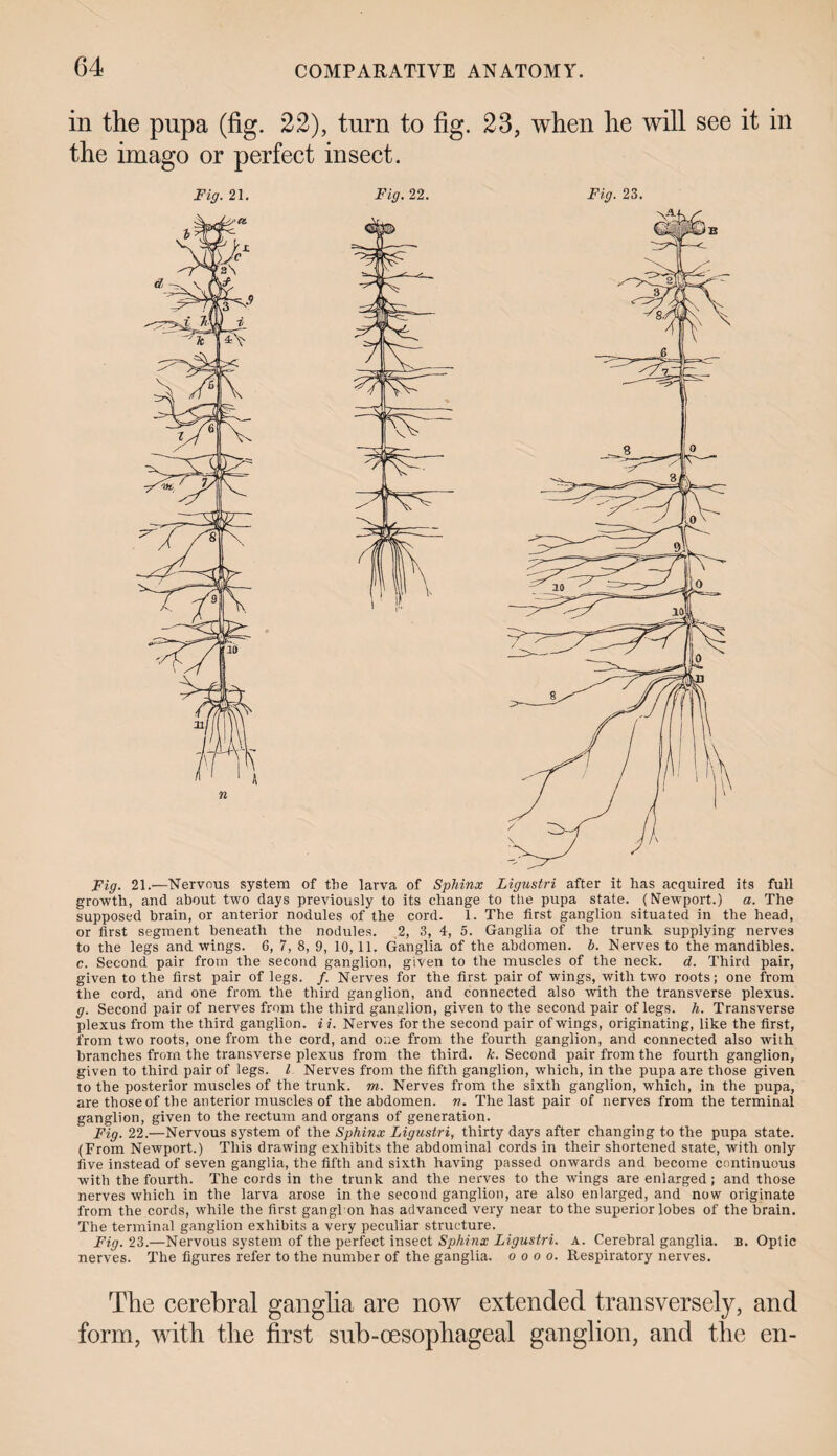 in the pupa (fig. 22), turn to fig. 23, when he will see it in the imago or perfect insect. Fig. 21. Fig. 22. Fig. 23. Fig. 21.—Nervous system of the larva of Sphinx Ligustri after it has acquired its full growth, and about two days previously to its change to the pupa state. (Newport.) a. The supposed brain, or anterior nodules of the cord. 1. The first ganglion situated in the head, or first segment beneath the nodules. 2, 3, 4, 5. Ganglia of the trunk supplying nerves to the legs and wings. 6, 7, 8, 9, 10,11. Ganglia of the abdomen, b. Nerves to the mandibles. c. Second pair from the second ganglion, given to the muscles of the neck. d. Third pair, given to the first pair of legs. /. Nerves for the first pair of wings, with two roots; one from the cord, and one from the third ganglion, and connected also with the transverse plexus. g. Second pair of nerves from the third ganglion, given to the second pair of legs. h. Transverse plexus from the third ganglion, ii. Nerves for the second pair of wings, originating, like the first, from two roots, one from the cord, and one from the fourth ganglion, and connected also with branches from the transverse plexus from the third, k. Second pair from the fourth ganglion, given to third pair of legs. I Nerves from the fifth ganglion, which, in the pupa are those given to the posterior muscles of the trunk, m. Nerves from the sixth ganglion, which, in the pupa, are those of the anterior muscles of the abdomen, n. The last pair of nerves from the terminal ganglion, given to the rectum and organs of generation. Fig. 22.—Nervous system of the Sphinx Ligustri, thirty days after changing to the pupa state. (From Newport.) This drawing exhibits the abdominal cords in their shortened state, with only five instead of seven ganglia, the fifth and sixth having passed onwards and become continuous with the fourth. The cords in the trunk and the nerves to the wings are enlarged; and those nerves which in the larva arose in the second ganglion, are also enlarged, and now originate from the cords, while the first gangl on has advanced very near to the superior lobes of the brain. The terminal ganglion exhibits a very peculiar structure. Fig. 23.—Nervous system of the perfect insect Sphinx Ligustri. a. Cerebral ganglia, b. Optic nerves. The figures refer to the number of the ganglia, o o o o. Respiratory nerves. The cerebral ganglia are now extended transversely, and form, with the first sub-oesophageal ganglion, and the en-