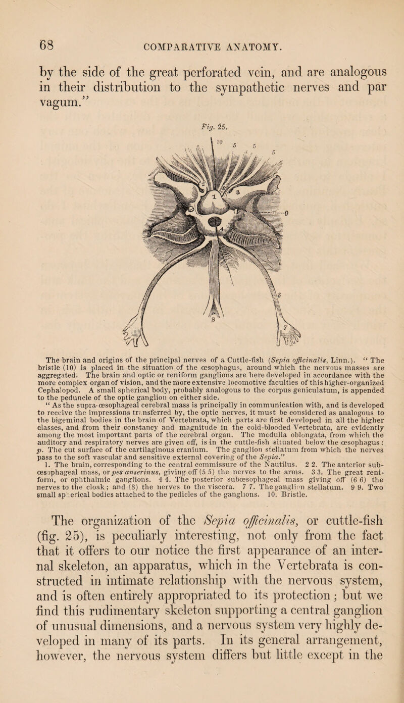 by the side of the great perforated vein, and are analogous in their distribution to the sym vagum.” pathetic nerves and par Pig. 25. The brain and origins of the principal nerves of a Cuttle-fish (Sepia officinalis, Linn.). “ The bristle (10) is placed in the situation of the oesophagus, around which the nervous masses are aggregated. The brain and optic or reniform ganglions are here developed in accordance with the more complex organ of vision, and the more extensive locomotive faculties of this higher-organized Cephalopod. A small spherical body, probably analogous to the corpus geniculatum, is appended to the peduncle of the optic ganglion on either side. “ As the supra-oesophageal cerebral mass is principally in communication with, and is developed to receive the impressions transferred by, the optic nerves, it must be considered as analogous to the bigeminal bodies in the brain of Vertebrata, which parts are first developed in all the higher classes, and from their constancy and magnitude in the cold-blooded Vertebrata, are evidently among the most important parts of the cerebral organ. The medulla oblongata, from which the auditory and respiratory nerves are given off, is in the cuttle-fish situated below the oesophagus: p. The cut surface of the cartilaginous cranium. The ganglion stellatum from which the nerves pass to the soft vascular and sensitive external covering of the Sepia.” 1. The brain, corresponding to the central commissure of the Nautilus. 2 2. The anterior sub- oesophageal mass, or pes anserinus, giving off (5 5) the nerves to the arms. 3 3, The great reni¬ form, or ophthalmic ganglions. 4 4. The posterior suboesophageal mass giving off (6 6) the nerves to the cloak; and (8) the nerves to the viscera. 7 7. The ganglion stellatum. 9 9. Two small spherical bodies attached to the pedicles of the ganglions. 10. Bristle. The organization of the Sepia officinalis, or cuttle-fish (fig. 25), is peculiarly interesting, not only from the fact that it offers to our notice the first appearance of an inter¬ nal skeleton, an apparatus, which in the Vertebrata is con¬ structed in intimate relationship with the nervous system, and is often entirely appropriated to its protection; but we find this rudimentary skeleton supporting a central ganglion of unusual dimensions, and a nervous system very highly de¬ veloped in many of its parts. In its general arrangement, however, the nervous system differs but little except in the