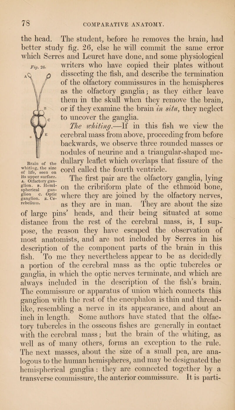 Fig. 26. the head. The student, before he removes the brain, had better study fig. 26, else he will commit the same error which Serres and Leuret have done, and some physiological writers who have copied their plates without dissecting the fish, and describe the termination of the olfactory commissures in the hemispheres as the olfactory ganglia; as they either leave them in the skull when they remove the brain, or if they examine the brain in situ, they neglect to uncover the ganglia. The whiting.—If in this fish we view the cerebral mass from above, proceeding from before backwards, we observe three rounded masses or nodules of neurine and a triangular-shaped me- Brain of the dullary leaflet which overlaps that fissure of the of'hfef’seeVon cord called the fourth ventricle. lts olfactory ga^n- The first pair are the olfactory ganglia, lying spherical' HgTn-’ 011 the cribriform plate of the ethmoid bone, fangiiorT E°ce- where they are joined by the olfactory nerves, rebeiium. as they are in man. They are about the size of large pins5 heads, and their being situated at some distance from the rest of the cerebral mass, is, I sup¬ pose, the reason they have escaped the observation of most anatomists, and are not included by Serres in his description of the component parts of the brain in this fish. To me they nevertheless appear to be as decidedly a portion of the cerebral mass as the optic tubercles or ganglia, in which the optic nerves terminate, and which are always included in the description of the fish’s brain. The commissure or apparatus of union which connects this ganglion with the rest of the encephalon is thin and thread¬ like, resembling a nerve in its appearance, and about an inch in length. Some authors have stated that the olfac¬ tory tubercles in the osseous fishes are generally in contact with the cerebral mass; but the brain of the whiting, as well as of many others, forms an exception to the rule. The next masses, about the size of a small pea, are ana¬ logous to the human hemispheres, and may be designated the hemispherical ganglia : they are connected together by a transverse commissure, the anterior commissure. It is parti-