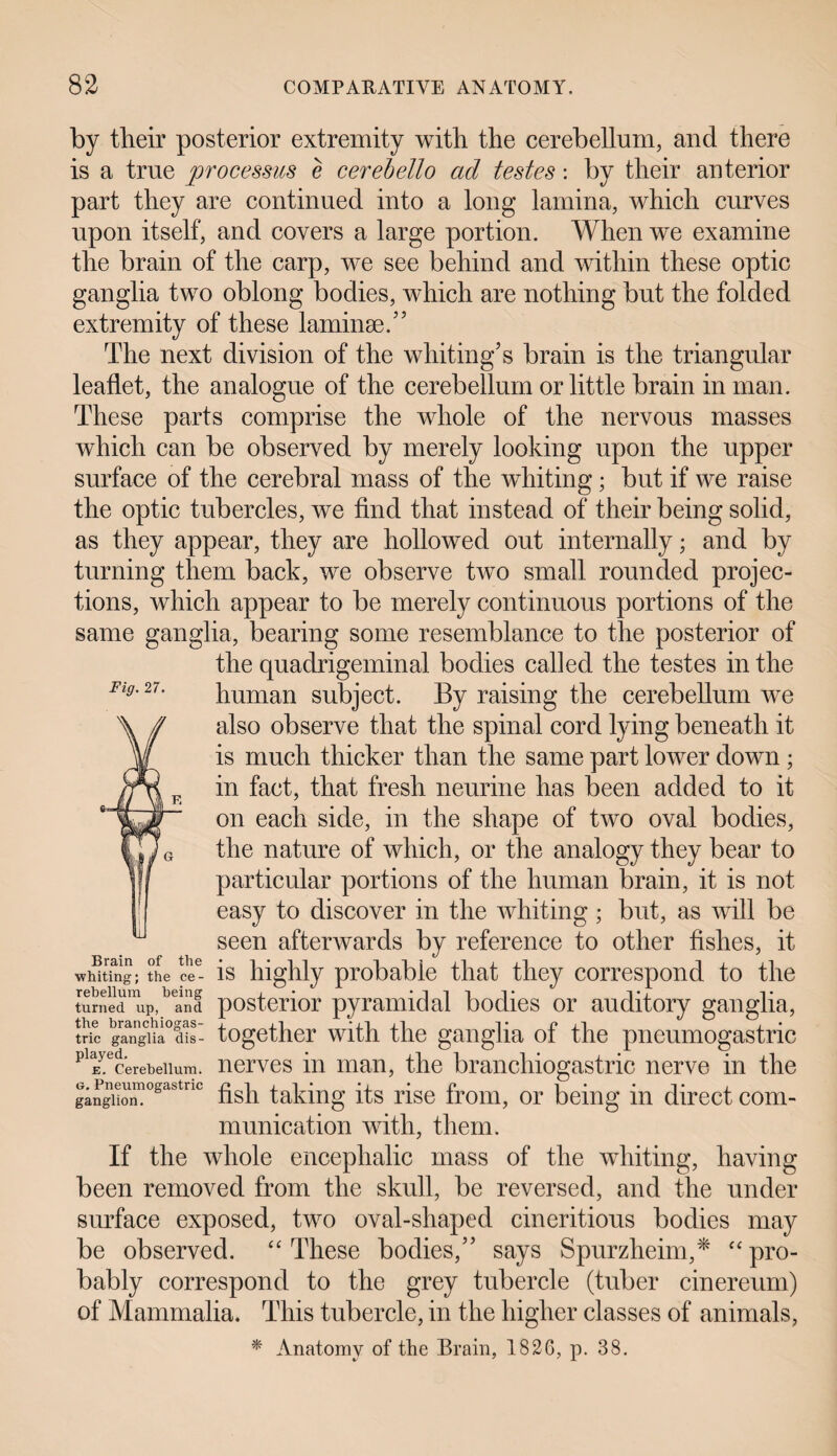 by their posterior extremity with the cerebellum, and there is a true processus e cerebello ad testes: by their anterior part they are continued into a long lamina, which curves upon itself, and covers a large portion. When we examine the brain of the carp, we see behind and within these optic ganglia two oblong bodies, which are nothing but the folded extremity of these laminae.” The next division of the whiting’s brain is the triangular leaflet, the analogue of the cerebellum or little brain in man. These parts comprise the whole of the nervous masses which can be observed by merely looking upon the upper surface of the cerebral mass of the whiting; but if we raise the optic tubercles, we find that instead of their being solid, as they appear, they are hollowed out internally; and by turning them back, we observe two small rounded projec¬ tions, which appear to be merely continuous portions of the same ganglia, bearing some resemblance to the posterior of the quadrigeminal bodies called the testes in the human subject. By raising the cerebellum we also observe that the spinal cord lying beneath it is much thicker than the same part lower down ; in fact, that fresh neurine has been added to it on each side, in the shape of two oval bodies, the nature of which, or the analogy they bear to particular portions of the human brain, it is not easy to discover in the whiting ; but, as will be seen afterwards by reference to other fishes, it is highly probable that they correspond to the posterior pyramidal bodies or auditory ganglia, together with the ganglia of the pneumogastric nerves in man, the brancliiogastric nerve in the fish taking its rise from, or being in direct com¬ munication with, them. If the whole encephalic mass of the whiting, having been removed from the skull, be reversed, and the under surface exposed, two oval-shaped cineritious bodies may be observed. “These bodies,” says Spurzheim,* “pro¬ bably correspond to the grey tubercle (tuber cinereum) of Mammalia. This tubercle, in the higher classes of animals, * Anatomy of the Brain, 1826, p. 38. Fig. 27. Brain of the whiting; the ce¬ rebellum being turned up, and the branchiogas- tric ganglia dis¬ played. e. Cerebellum. g. Pneumogastric ganglion.