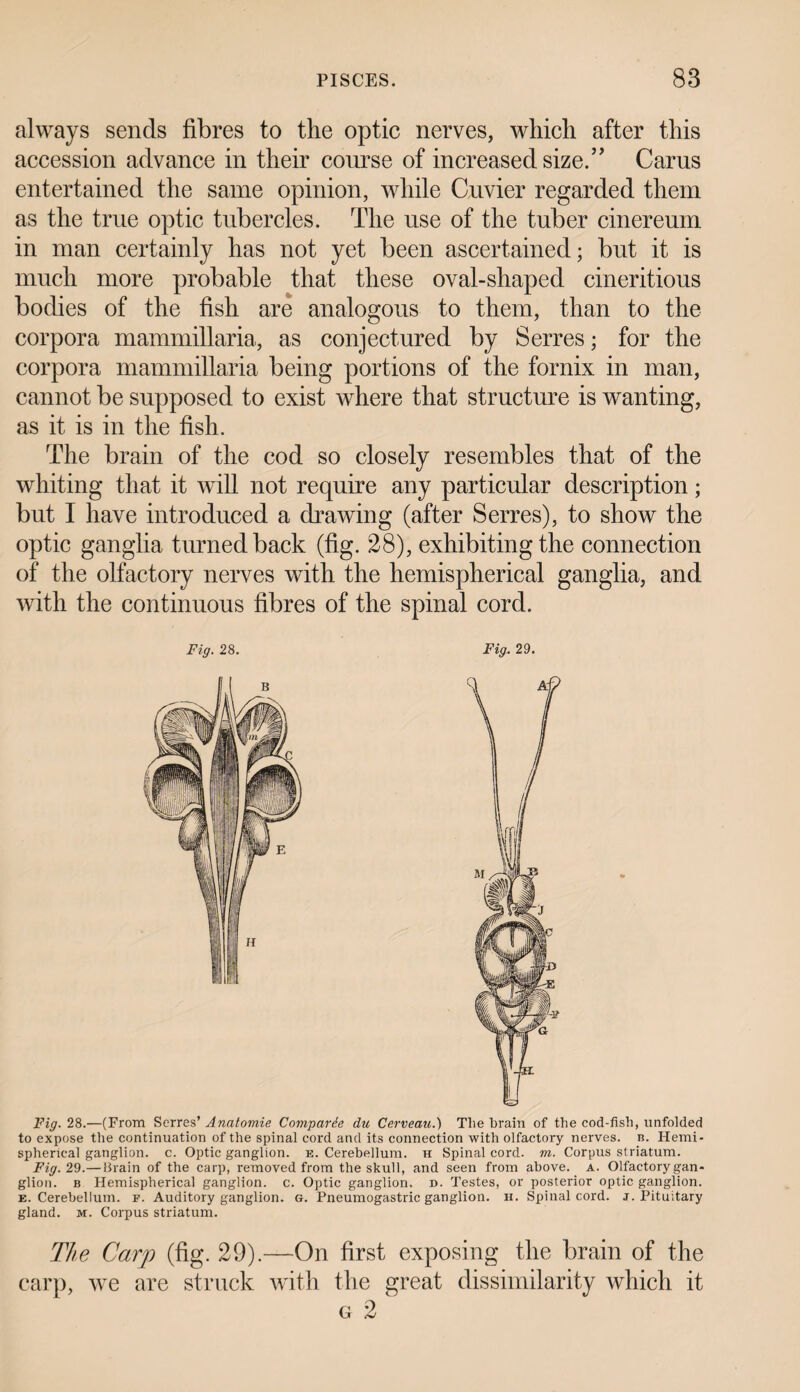 always sends fibres to the optic nerves, which after this accession advance in their course of increased size.” Cams entertained the same opinion, while Cuvier regarded them as the true optic tubercles. The use of the tuber cinereum in man certainly has not yet been ascertained; but it is much more probable that these oval-shaped cineritious bodies of the fish are analogous to them, than to the corpora mammillaria, as conjectured by Serres; for the corpora mammillaria being portions of the fornix in man, cannot be supposed to exist where that structure is wanting, as it is in the fish. The brain of the cod so closely resembles that of the whiting that it will not require any particular description; but I have introduced a drawing (after Serres), to show the optic ganglia turned back (fig. 28), exhibiting the connection of the olfactory nerves with the hemispherical ganglia, and with the continuous fibres of the spinal cord. Fig. 28. Fig. 29. Fig. 28.—(From Serres’ Anatomie Comparie du Cerveau.) Tlie brain of the cod-fish, unfolded to expose the continuation of the spinal cord and its connection with olfactory nerves, n. Hemi¬ spherical ganglion, c. Optic ganglion, e. Cerebellum, h Spinal cord. m. Corpus striatum. Fig. 29.— Brain of the carp, removed from the skull, and seen from above, a. Olfactory gan¬ glion. b Hemispherical ganglion, c. Optic ganglion, d. Testes, or posterior optic ganglion. e. Cerebellum, f. Auditory ganglion, g. Pneumogastric ganglion, h. Spinal cord. j. Pituitary gland, m. Corpus striatum. The Carp (fig. 29).—On first exposing the brain of the carp, we are struck with the great dissimilarity which it g 2