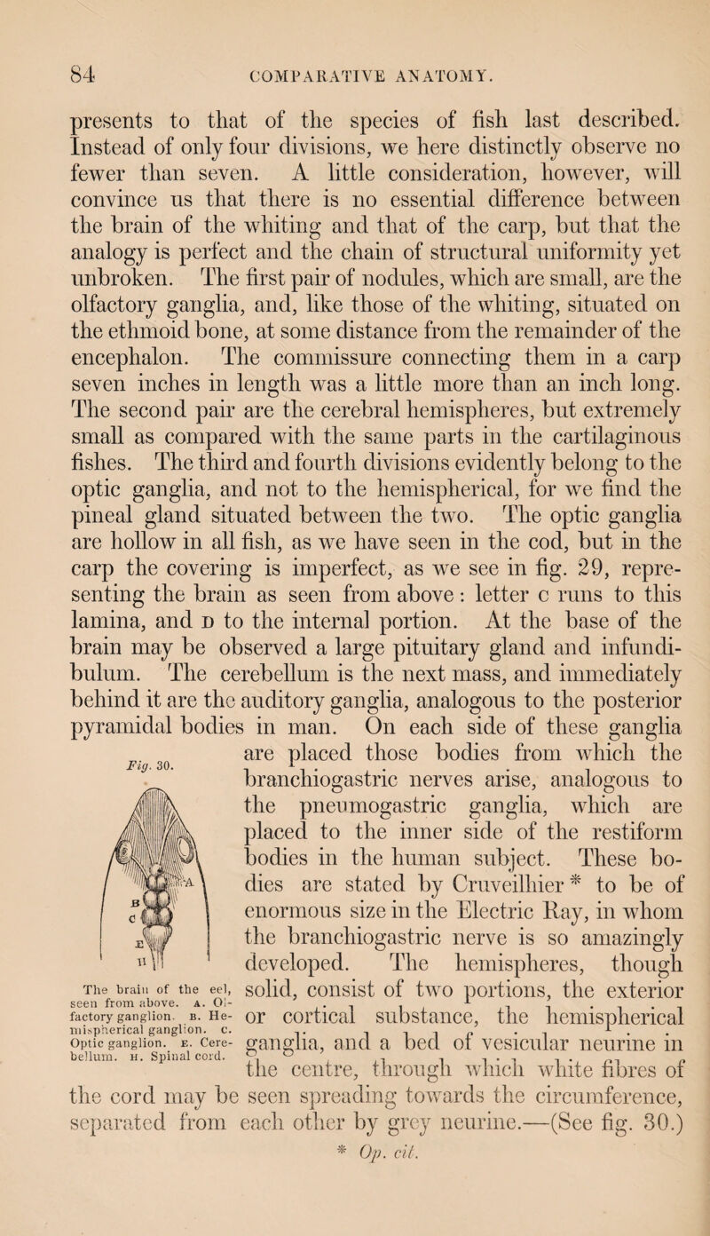 presents to that of the species of fish last described. Instead of only four divisions, we here distinctly observe no fewer than seven. A little consideration, however, will convince us that there is no essential difference between the brain of the whiting and that of the carp, but that the analogy is perfect and the chain of structural uniformity yet unbroken. The first pair of nodules, which are small, are the olfactory ganglia, and, like those of the whiting, situated on the ethmoid bone, at some distance from the remainder of the encephalon. The commissure connecting them in a carp seven inches in length was a little more than an inch long. The second pair are the cerebral hemispheres, but extremely small as compared with the same parts in the cartilaginous fishes. The third and fourth divisions evidently belong to the optic ganglia, and not to the hemispherical, for we find the pineal gland situated between the two. The optic ganglia are hollow in all fish, as we have seen in the cod, but in the carp the covering is imperfect, as we see in fig. 29, repre¬ senting the brain as seen from above: letter c runs to this lamina, and d to the internal portion. At the base of the brain may be observed a large pituitary gland and infundi¬ bulum. The cerebellum is the next mass, and immediately behind it are the auditory ganglia, analogous to the posterior pyramidal bodies in man. On each side of these ganglia are placed those bodies from which the branchiogastric nerves arise, analogous to the pneumogastric ganglia, which are placed to the inner side of the restiform bodies in the human subject. These bo¬ dies are stated by Cruveilhier * to be of enormous size in the Electric Ray, in whom the branchiogastric nerve is so amazingly developed. The hemispheres, though solid, consist of two portions, the exterior or cortical substance, the hemispherical optfc ganglion.6 e. cere- ganglia, and a bed of vesicular neurine in bellum. h. Spinal cord. ° , Al • -5 D the centre, through which white fibres oi the cord may be seen spreading towards the circumference, separated from each other by grey neurine.—(See fig. 30.) * Op. cit. Fig. 30. The brain of the eel, seen from above, a. Ol¬ factory ganglion, b. He¬ mispherical ganglion, c