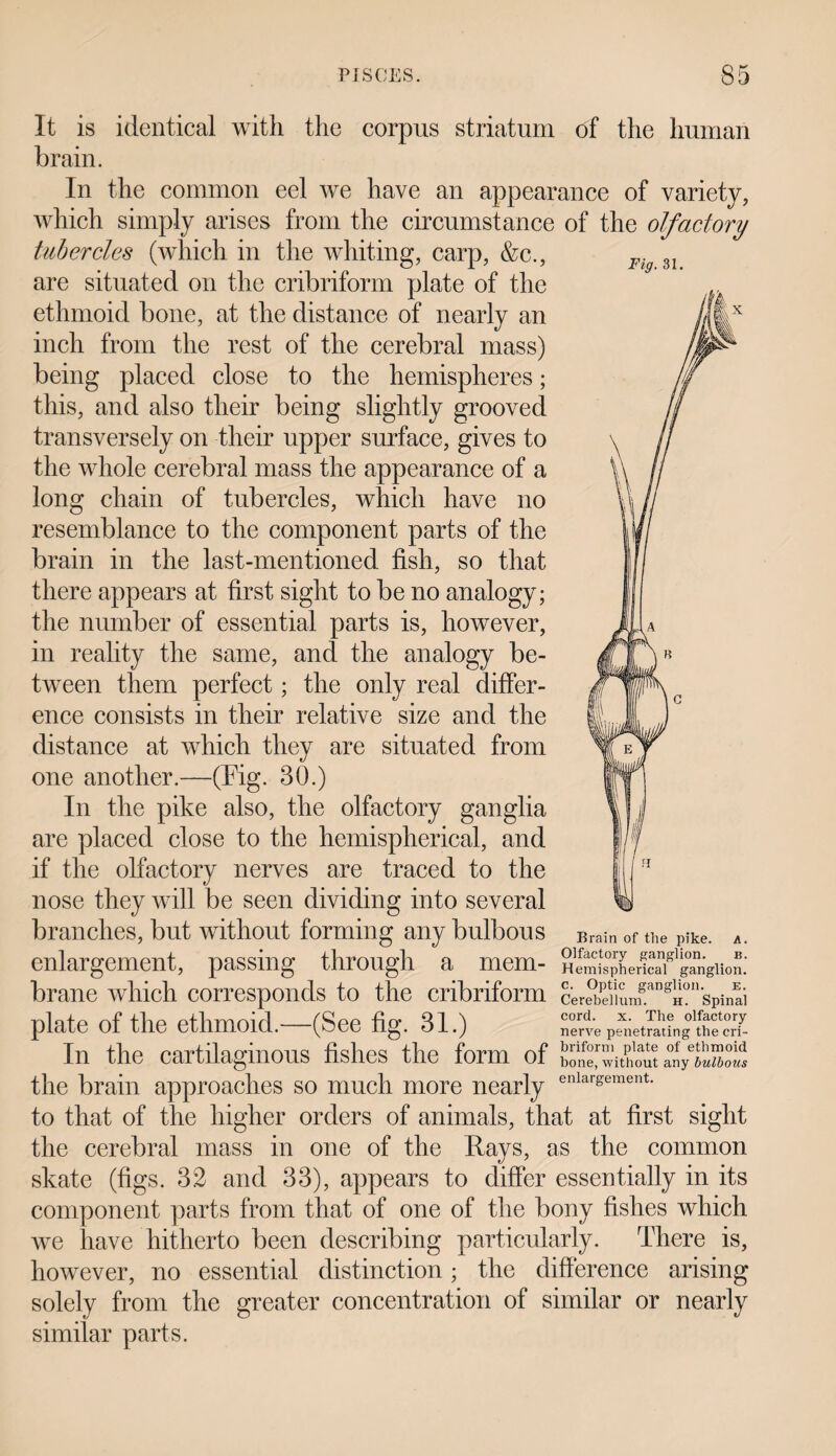 Fig. 31. It is identical with the corpus striatum of the human brain. In the common eel we have an appearance of variety, which simply arises from the circumstance of the olfactory tubercles (which in the whiting, carp, &c., are situated on the cribriform plate of the ethmoid bone, at the distance of nearly an inch from the rest of the cerebral mass) being placed close to the hemispheres; this, and also their being slightly grooved transversely on their upper surface, gives to the whole cerebral mass the appearance of a long chain of tubercles, which have no resemblance to the component parts of the brain in the last-mentioned fish, so that there appears at first sight to be no analogy; the number of essential parts is, however, in reality the same, and the analogy be¬ tween them perfect; the only real differ¬ ence consists in their relative size and the distance at which they are situated from one another.—(Fig. 30.) In the pike also, the olfactory ganglia are placed close to the hemispherical, and if the olfactory nerves are traced to the nose they will be seen dividing into several branches, but without forming any bulbous enlargement, passing through a mem¬ brane which corresponds to the cribriform cerSumgangH?nsPinli plate of the ethmoid.—(See fig. 31.) nerve p5ietSiinfthfcrT- In the cartilaginous fishes the form of w'witK a°nV*“ the brain approaches so much more nearly enlarsement- to that of the higher orders of animals, that at first sight the cerebral mass in one of the Rays, as the common skate (figs. 32 and 33), appears to differ essentially in its component parts from that of one of the bony fishes which we have hitherto been describing particularly. There is, however, no essential distinction; the difference arising solely from the greater concentration of similar or nearly similar parts.