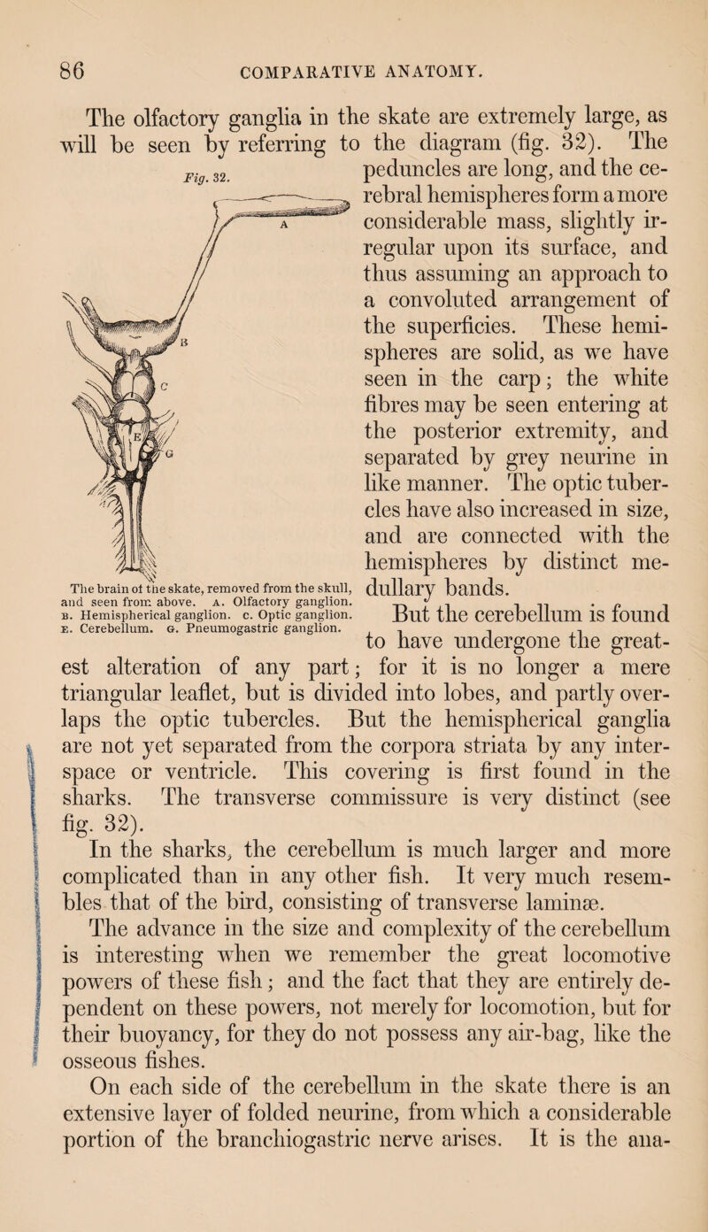 .'**'*■ rtfifrfvi.-ft! inn ilii<r^i|<T*|~t**^'a*T^>':* The olfactory ganglia in the skate are extremely large, as will be seen by referring to the diagram (fig. 32). The Fi 32 peduncles are long, and the ce¬ rebral hemispheres form a more considerable mass, slightly ir¬ regular upon its surface, and thus assuming an approach to a convoluted arrangement of the superficies. These hemi¬ spheres are solid, as we have seen in the carp; the white fibres may be seen entering at the posterior extremity, and separated by grey neurine in like manner. The optic tuber¬ cles have also increased in size, and are connected with the hemispheres by distinct me- The brain ol the skate, removed from the skull, dullarV bands, and seen from above, a. Olfactory ganglion. 11 . p , b. Hemispherical ganglion, c. Optic ganglion. Jjut the Cerebellum IS IOUnd e. Cerebellum, g. Pneumogastric ganglion. , , to have undergone the great¬ est alteration of any part; for it is no longer a mere triangular leaflet, but is divided into lobes, and partly over¬ laps the optic tubercles. But the hemispherical ganglia are not yet separated from the corpora striata by any inter¬ space or ventricle. This covering is first found in the sharks. The transverse commissure is very distinct (see fig. 32). In the sharks, the cerebellum is much larger and more complicated than in any other fish. It very much resem¬ bles that of the bird, consisting of transverse laminae. The advance in the size and complexity of the cerebellum is interesting when we remember the great locomotive powers of these fish; and the fact that they are entirely de¬ pendent on these powers, not merely for locomotion, but for their buoyancy, for they do not possess any air-bag, like the osseous fishes. On each side of the cerebellum in the skate there is an extensive layer of folded neurine, from which a considerable portion of the branchiogastric nerve arises. It is the ana-