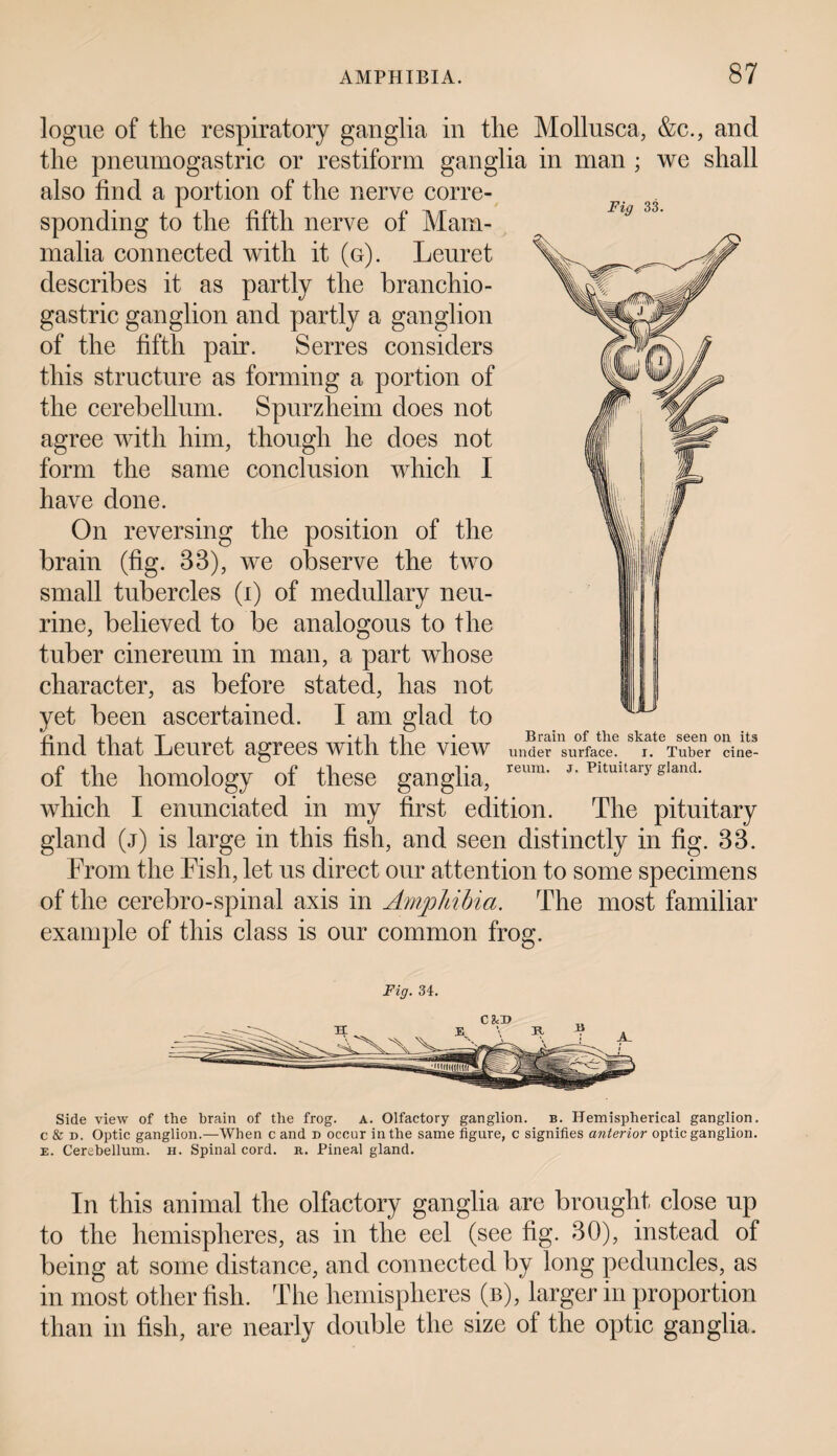 Fig 33. logue of the respiratory ganglia in the Mollusca, &c., and the pneumogastric or restiform ganglia in man ; we shall also find a portion of the nerve corre¬ sponding to the fifth nerve of Mam¬ malia connected with it (g). Leuret describes it as partly the branchio- gastric ganglion and partly a ganglion of the fifth pair. Serres considers this structure as forming a portion of the cerebellum. Spurzheim does not agree with him, though he does not form the same conclusion which I have done. On reversing the position of the brain (fig. 33), we observe the two small tubercles (i) of medullary neu- rine, believed to be analogous to the tuber cinereum in man, a part whose character, as before stated, has not yet been ascertained. I am glad to find that Leuret agrees with the view under surface. r. Tuber cine- of the homology of these ganglia, reura* J- pituitar>^- which I enunciated in my first edition. The pituitary gland (j) is large in this fish, and seen distinctly in fig. 33. From the Fish, let us direct our attention to some specimens of the cerebro-spinal axis in Amphibia. The most familiar example of this class is our common frog. Fig. 34. Side view of the brain of the frog. a. Olfactory ganglion, b. Hemispherical ganglion, c & d. Optic ganglion.—When c and n occur in the same figure, c signifies anterior optic ganglion. e. Cerebellum, h. Spinal cord. r. Pineal gland. In this animal the olfactory ganglia are brought close up to the hemispheres, as in the eel (see fig. 30), instead of being at some distance, and connected by long peduncles, as in most other fish. The hemispheres (b), larger in proportion than in fish, are nearly double the size of the optic ganglia.