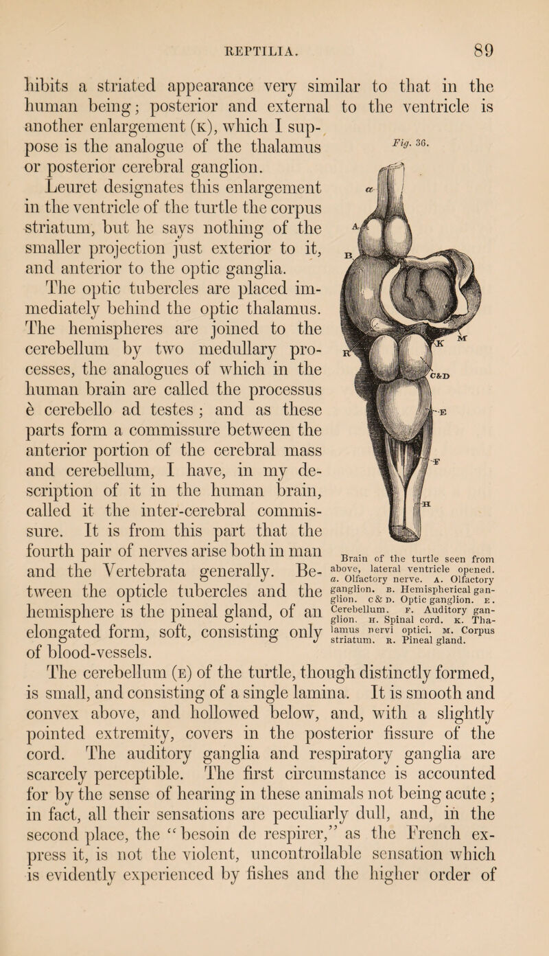 Fig. 36. liibits a striated appearance very similar to that in the human being; posterior and external to the ventricle is another enlargement (k), which I sup¬ pose is the analogue of the thalamus or posterior cerebral ganglion. Leuret designates this enlargement in the ventricle of the turtle the corpus striatum, but he savs nothing of the smaller projection just exterior to it, and anterior to the optic ganglia. The optic tubercles are placed im¬ mediately behind the optic thalamus. The hemispheres are joined to the cerebellum by two medullary pro¬ cesses, the analogues of which in the human brain are called the processus e cerebello ad testes ; and as these parts form a commissure between the anterior portion of the cerebral mass and cerebellum, I have, in my de¬ scription of it in the human brain, called it the inter-cerebral commis¬ sure. It is from this part that the fourth pair of nerves arise both in man and the Yertebrata generally. Be- ab(y,e; 'ateral ventricle opened. o J a. Olfactory nerve, a. Olfactory tween the opticle tubercles and the ganglion. B. Hemispherical gan- i # glion. c&r>. Optic ganglion, e. hemisphere is the pineal gland, of an Corddit°Ky fha- elongated form, soft, consisting only ’^turn erR pS giandCorpus of blood-vessels. The cerebellum (e) of the turtle, though distinctly formed, is small, and consisting of a single lamina. It is smooth and convex above, and hollowed below, and, with a slightly pointed extremity, covers in the posterior fissure of the cord. The auditory ganglia and respiratory ganglia are scarcely perceptible. The first circumstance is accounted for by the sense of hearing in these animals not being acute ; in fact, all their sensations are peculiarly dull, and, in the second place, the “ besoin de respirer,” as the French ex¬ press it, is not the violent, uncontrollable sensation which is evidently experienced by fishes and the higher order of Brain of the turtle seen from