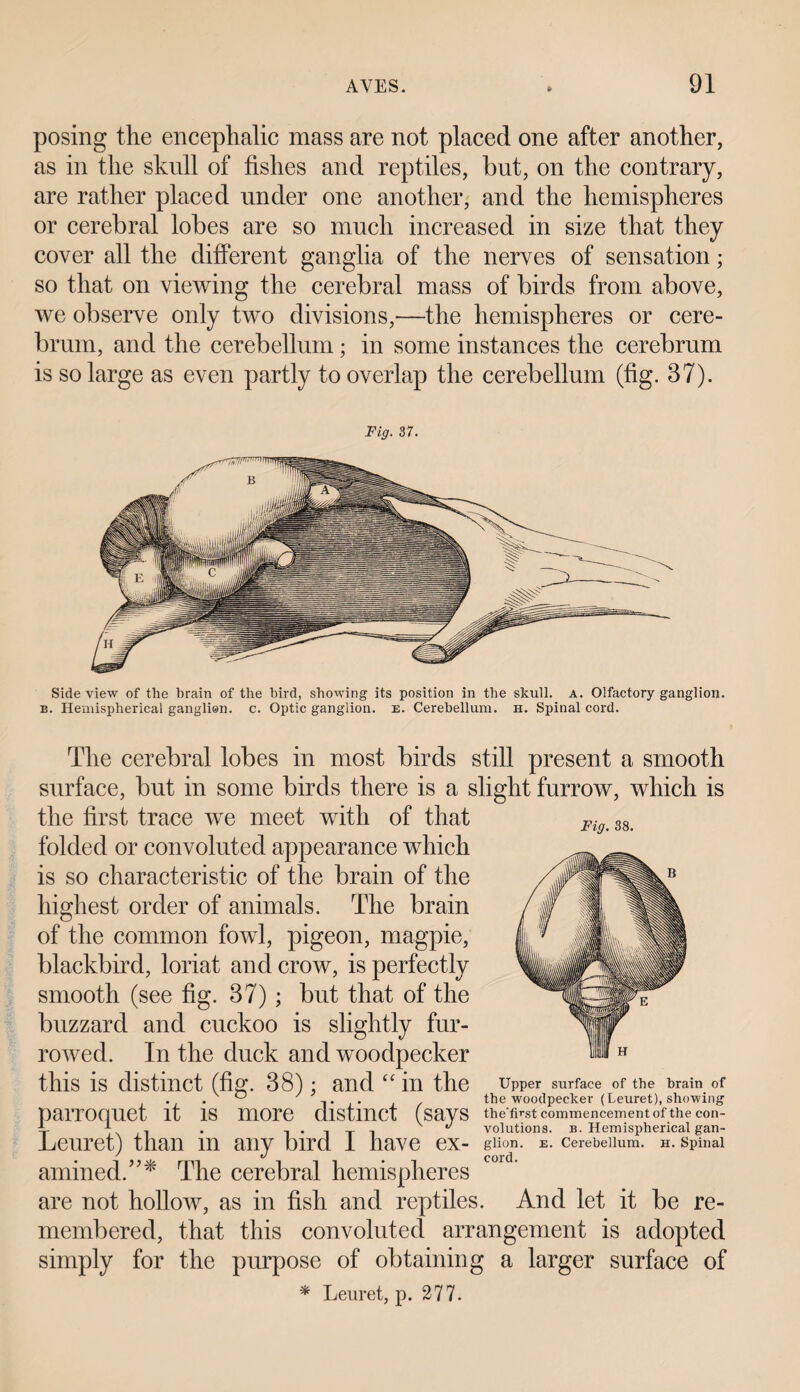 posing the encephalic mass are not placed one after another, as in the skull of fishes and reptiles, but, on the contrary, are rather placed under one another, and the hemispheres or cerebral lobes are so much increased in size that they cover all the different ganglia of the nerves of sensation; so that on viewing the cerebral mass of birds from above, we observe only two divisions,—the hemispheres or cere¬ brum, and the cerebellum; in some instances the cerebrum is so large as even partly to overlap the cerebellum (fig. 37). Fig. 37. Side view of the brain of the bird, showing its position in the skull. A. Olfactory ganglion. e. Hemispherical ganglion, c. Optic ganglion, e. Cerebellum, h. Spinal cord. Fig. 38. The cerebral lobes in most birds still present a smooth surface, but in some birds there is a slight furrow, which is the first trace wTe meet with of that folded or convoluted appearance which is so characteristic of the brain of the highest order of animals. The brain of the common fowl, pigeon, magpie, blackbird, loriat and crow, is perfectly smooth (see fig. 37) ; but that of the buzzard and cuckoo is slightly fur¬ rowed. In the duck and woodpecker this is distinct (fig. 38): and “ in the Upper surface of the brain of . . ° ,. . the woodpecker (Leuret), showing parroquet it IS more distinct (says the'first commencement of the con- V 1 , . •* volutions, b. Hemispherical gan- Leuret) than m any bird I have ex- guon. E. cerebellum. H. sPmai amined.”* The cerebral hemispheres are not hollow, as in fish and reptiles. And let it be re¬ membered, that this convoluted arrangement is adopted simply for the purpose of obtaining a larger surface of * Leuret, p. 277.