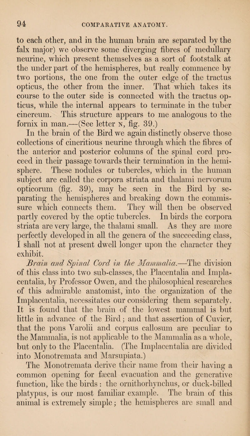 to each other, and in the human brain are separated by the falx major) we observe some diverging fibres of medullary neurine, which present themselves as a sort of footstalk at the under part of the hemispheres, but really commence by two portions, the one from the outer edge of the tractus opticus, the other from the inner. That which takes its course to the outer side is connected with the tractus op¬ ticus, while the internal appears to terminate in the tuber cinereum. This structure appears to me analogous to the fornix in man.—(See letter n, fig. 39.) In the brain of the Bird we again distinctly observe those collections of cineritious neurine through which the fibres of the anterior and posterior columns of the spinal cord pro¬ ceed in their passage towards their termination in the hemi¬ sphere. These nodules or tubercles, which in the human subject are called the corpora striata and thalami nervorum opticorum (fig. 39), may be seen in the Bird by se¬ parating the hemispheres and breaking down the commis¬ sure which connects them. They will then be observed partly covered by the optic tubercles. In birds the corpora striata are very large, the thalami small. As they are more perfectly developed in all the genera of the succeeding class, I shall not at present dwell longer upon the character they exhibit. Brain and Sjjinal Cord in the Mammalia.—The division of this class into two sub-classes, the Placentalia and Impla¬ centalia, by Professor Owen, and the philosophical researches of this admirable anatomist, into the organization of the Implacentalia, necessitates our considering them separately. It is found that the brain of the lowest mammal is but little in advance of the Bird; and that assertion of Cuvier, that the pons Varolii and corpus callosum are peculiar to the Mammalia, is not applicable to the Mammalia as a whole, but only to the Placentalia. (The Implacentalia are divided into Monotremata and Marsupiata.) The Monotremata derive their name from their having a common opening for faecal evacuation and the generative function, like the birds : the ornithorhynchus, or duck-billed platypus, is our most familiar example. The brain of this animal is extremely simple; the hemispheres are small and