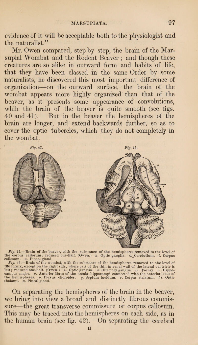 evidence of it will be acceptable both to the physiologist and the naturalist/’ Mr. Owen compared, step by step, the brain of the Mar¬ supial Wombat and the Rodent Beaver ; and though these creatures are so alike in outward form and habits of life, that they have been classed in the same Order by some naturalists, he discovered this most important difference of organization—on the outward surface, the brain of the wombat appears more highly organized than that of the beaver, as it presents some appearance of convolutions, while the brain of the beaver is quite smooth (see figs. 40 and 41). But in the beaver the hemispheres of the brain are longer, and extend backwards further, so as to cover the optic tubercles, which they do not completely in the wombat. Fig. 42. Fig. 43. Fig. 42.—Brain of the heaver, with the substance of the hemispheres removed to the level of the corpus callosum : reduced one-half. (Owen.) b. Optic ganglia. c._4Cerebellum. 1. Corpus callosum, u. Pineal gland. Fig. 43.—Brain of the wombat, with the substance of the hemispheres removed to the level of tlte tornix, except on the right side, where part of the thin internal wall of the lateral ventricle is lelt; reduced one-half. (Owen.) b. Optic ganglia, a. Olfactory ganglia, m. Fornix, n Hippo¬ campus major, o. Anterior fibres of the taenia hippocampi connected with the anterior lobes of the hemispheres, p. Plexus choroides. q. Septum lucidum. r. Corpus striatum, t t. Optic thalami. u. Pineal gland. On separating the hemispheres of the brain in the beaver, we bring into view a broad and distinctly fibrous commis¬ sure—the great transverse commissure or corpus callosum. This may be traced into the hemispheres on each side, as in the human brain (see fig. 42). On separating the cerebral