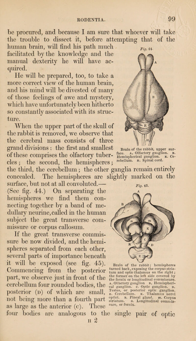 Fig. 44- Brain of the rabbit, upper sur¬ face. a. Olfactory ganglion, b. Hemispherical ganglion, e. Ce¬ rebellum. h, Spinal cord, be procured, and because I am sure that whoever will take the trouble to dissect it, before attempting that of the human brain, will find his path much facilitated by the knowledge and the manual dexterity he will have ac¬ quired. He will be prepared, too, to take a more correct view of the human brain, and his mind will be divested of many of those feelings of awe and mystery, which have unfortunately been hitherto so constantly associated with its struc¬ ture. When the upper part of the skull of the rabbit is removed, we observe that the cerebral mass consists of three grand divisions : the first and smallest of these comprises the olfactory tuber¬ cles ; the second, the hemispheres; the third, the cerebellum; the other ganglia remain entirely concealed. The hemispheres are slightly marked on the surface, but not at all convoluted.— hemispheres we find them con¬ necting together by a band of me¬ dullary neurine, called in the human subject the great transverse com¬ missure or corpus callosum. If the great transverse commis¬ sure be now divided, and the hemi¬ spheres separated from each other, several parts of importance beneath it Will be CXpOSed (see fig* 4o). Brain of the rabbit; hemispheres Commencing from the posterior part, we observe just in front of the S? cerebellum four rounded bodies, the posterior (d) of which are small, Mretr SLTSi not being more than a fourth part Stim.*' ZtonXLZooZnZ as large as the anterior (c). These sure’orformx- four bodies are analogous to the single pair of optic u 2 Fig. 45.
