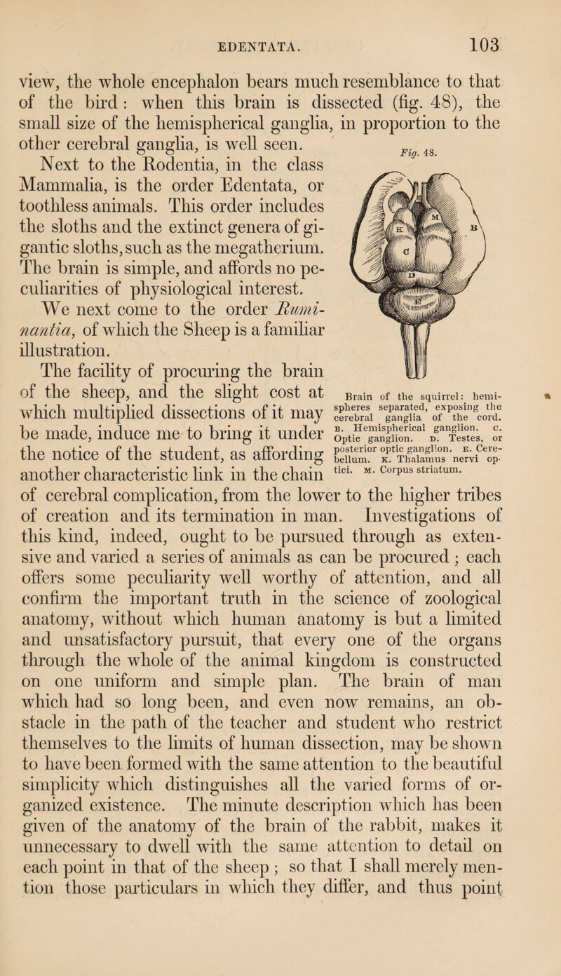 Fig. 48. view, the whole encephalon bears much resemblance to that of the bird : when this brain is dissected (fig. 48), the small size of the hemispherical ganglia, in proportion to the other cerebral ganglia, is well seen. Next to the Rodentia, in the class Mammalia, is the order Edentata, or toothless animals. This order includes the sloths and the extinct genera of gi¬ gantic sloths, such as the megatherium. The brain is simple, and affords no pe¬ culiarities of physiological interest. We next come to the order Rumi- nantia, of which the Sheep is a familiar illustration. The facility of procuring the brain of the sheep, and the slight cost at Brain of the squirrel: hemi- which multiplied dissections of it may Tangiff’ ofxpthengco?d! be made, induce me to bring it under S'pti?e^Sgura.cal rf1TeS, Si the notice of the student, as affording KPtibfaian!usn'uerviCeoT another characteristic link in the chain ticl* M' Corpus striatum’ of cerebral complication, from the lower to the higher tribes of creation and its termination in man. Investigations of this kind, indeed, ought to be pursued through as exten¬ sive and varied a series of animals as can be procured ; each offers some peculiarity well worthy of attention, and all confirm the important truth in the science of zoological anatomy, without which human anatomy is but a limited and unsatisfactory pursuit, that every one of the organs through the whole of the animal kingdom is constructed on one uniform and simple plan. The brain of man which had so long been, and even now remains, an ob¬ stacle in the path of the teacher and student who restrict themselves to the limits of human dissection, may be shown to have been formed with the same attention to the beautiful simplicity which distinguishes all the varied forms of or¬ ganized existence. The minute description which has been given of the anatomy of the brain of the rabbit, makes it unnecessary to dwell with the same attention to detail on each point in that of the sheep ; so that I shall merely men¬ tion those particulars in which they differ, and thus point