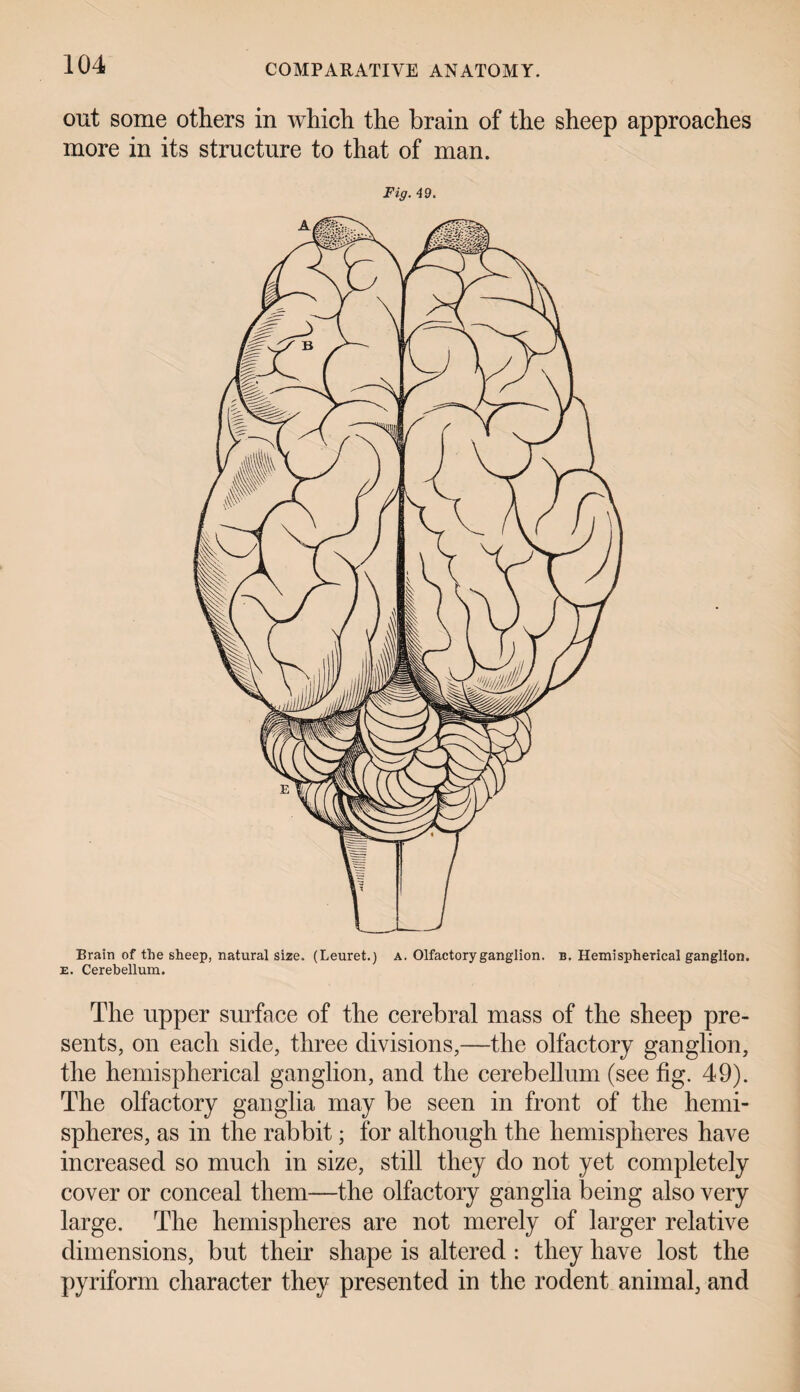 out some others in which the brain of the sheep approaches more in its structure to that of man. Fig. 49. Brain of the sheep, natural size. (Leuret.) a. Olfactory ganglion, b. Hemispherical ganglion. e. Cerebellum. The upper surface of the cerebral mass of the sheep pre¬ sents, on each side, three divisions,—the olfactory ganglion, the hemispherical ganglion, and the cerebellum (see fig. 49). The olfactory ganglia may be seen in front of the hemi¬ spheres, as in the rabbit; for although the hemispheres have increased so much in size, still they do not yet completely cover or conceal them—the olfactory ganglia being also very large. The hemispheres are not merely of larger relative dimensions, but their shape is altered : they have lost the pyriform character they presented in the rodent animal, and