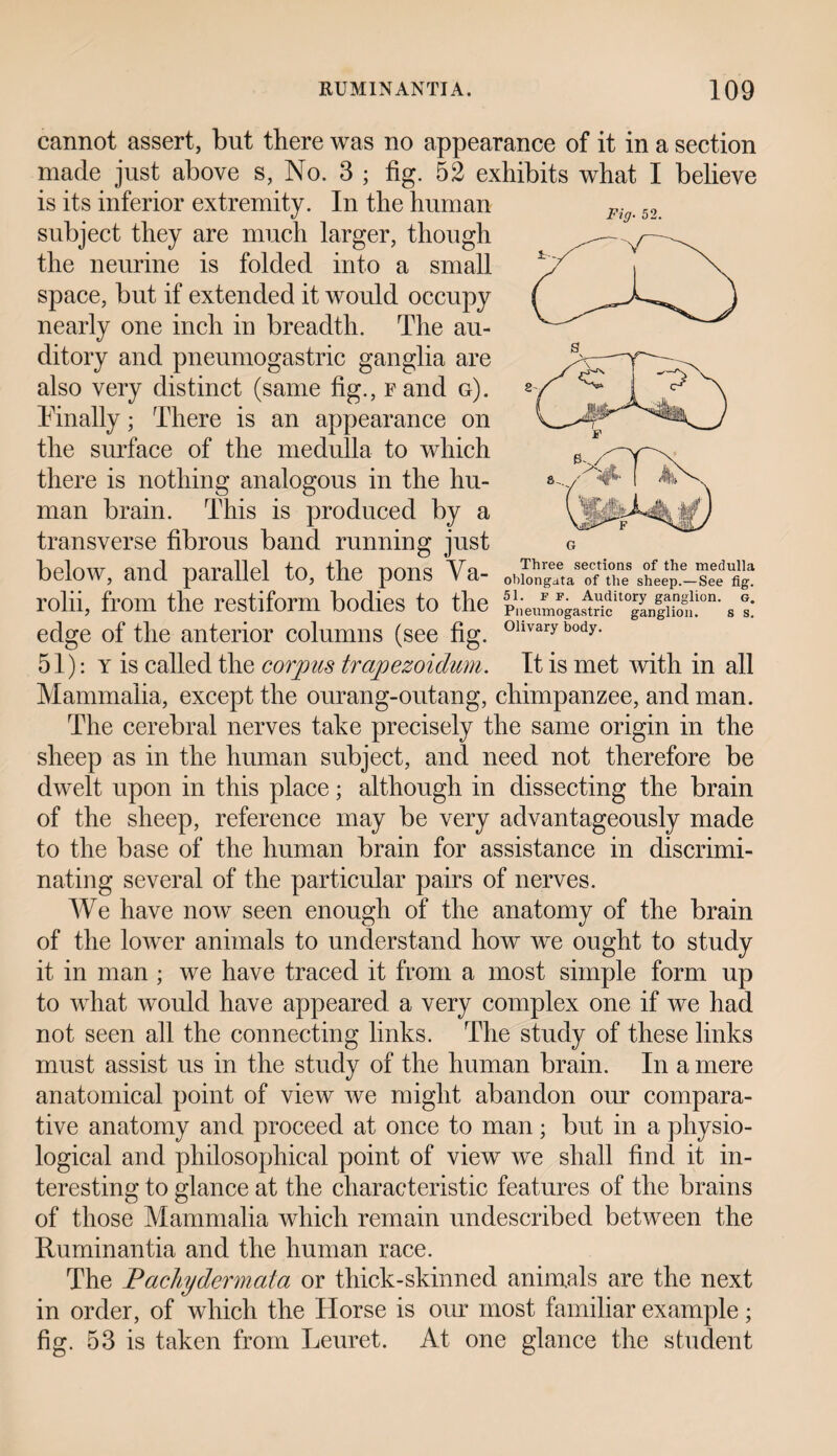 Fig. 52. cannot assert, but there was no appearance of it in a section made just above s, No. 3 ; fig. 52 exhibits what I believe is its inferior extremity. In the human subject they are much larger, though the neurine is folded into a small space, but if extended it would occupy nearly one inch in breadth. The au¬ ditory and pneumogastric ganglia are also very distinct (same fig., f and g). Finally; There is an appearance on the surface of the medulla to which there is nothing analogous in the hu¬ man brain. This is produced by a transverse fibrous band running just below, and parallel to, the pons Ya- 0biongata of the SheeP.-see fig. rolii, from the restiform bodies to the p.ieumoga.^11^^!011' s edge of the anterior columns (see fig. ollvary body- 51): y is called the corpus trapezoidum. It is met with in all Mammalia, except the ourang-outang, chimpanzee, and man. The cerebral nerves take precisely the same origin in the sheep as in the human subject, and need not therefore be dwelt upon in this place; although in dissecting the brain of the sheep, reference may be very advantageously made to the base of the human brain for assistance in discrimi¬ nating several of the particular pairs of nerves. We have now seen enough of the anatomy of the brain of the loAver animals to understand how we ought to study it in man ; we have traced it from a most simple form up to what would have appeared a very complex one if we had not seen all the connecting links. The study of these links must assist us in the study of the human brain. In a mere anatomical point of view we might abandon our compara¬ tive anatomy and proceed at once to man; but in a physio¬ logical and philosophical point of view we shall find it in¬ teresting to glance at the characteristic features of the brains of those Mammalia which remain undescribed between the Ruminantia and the human race. The Pachydermata or thick-skinned animals are the next in order, of which the Horse is our most familiar example; fig. 53 is taken from Leuret. At one glance the student