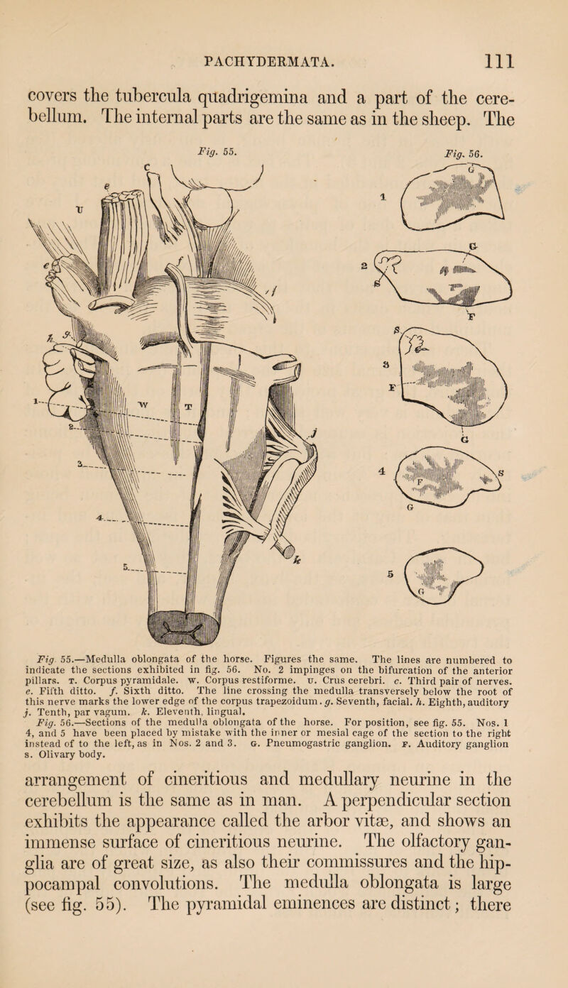 covers the tubercula quadrigemina and a part of the cere¬ bellum. The internal parts are the same as in the sheep. The Fig. 55. Fig. 56. Fig 55.—Medulla oblongata of the horse. Figures the same. The lines are numbered to indicate the sections exhibited in fig. 56. No. 2 impinges on the bifurcation of the anterior pillars, t. Corpus pyramidale. w. Corpus restiforme. u. Crus cerebri, c. Third pair of nerves. e. Fifth ditto. /. Sixth ditto. The line crossing the medulla transversely below the root of this nerve marks the lower edge of the corpus trapezoidum. g. Seventh, facial, h. Eighth, auditory j. Tenth, par vagum. k. Eleventh, lingual. Fig. 56.—Sections of the medulla oblongata of the horse. For position, see fig. 55. Nos. 1 4, and 5 have been placed by mistake with the inner or mesial cage of the section to the right instead of to the left, as in Nos. 2 and 3. g. Pneumogastric ganglion, f. Auditory ganglion s. Olivary body. arrangement of cineritious and medullary neurine in the cerebellum is the same as in man. A perpendicular section exhibits the appearance called the arbor vitse, and shows an immense surface of cineritious neurine. The olfactory gan¬ glia are of great size, as also their commissures and the hip¬ pocampal convolutions. The medulla oblongata is large (see hg. 55). The pyramidal eminences are distinct; there