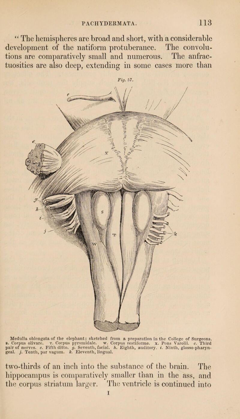 “ The hemisplieres are broad and short, with a considerable development of the natiform protuberance. The convolu¬ tions are comparatively small and numerous. The anfrac- tuosities are also deep, extending in some cases more than Fig. 57. Medulla oblongata of the elephant; sketched from a preparation in the College of Surgeons, s. Corpus olivare. t. Corpus pyramidale. w. Corpus restiforme. x. Pons Varolii. c. Third pair of nerves, e. Fifth ditto, g. Seventh, facial, h. Eighth, auditory, i. Ninth, glosso-pharyn- geal. j. Tenth, par vagum. k. Eleventh, lingual. two-thirds of an inch into the substance of the brain. The hippocampus is comparatively smaller than in the ass, and the corpus striatum larger. The ventricle is continued into i