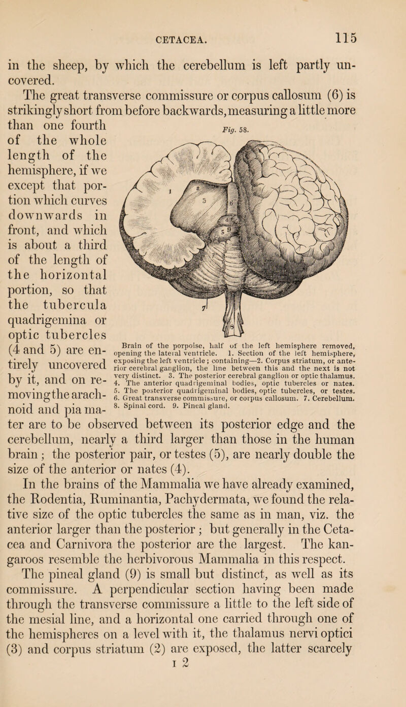 Fig. 58. in the sheep, by which the cerebellum is left partly un¬ covered. The great transverse commissure or corpus callosum (6) is strikingly short from before backwards, measuring a little more than one fourth of the whole length of the hemisphere, if we except that por¬ tion which curves downwards in front, and which is about a third of the length of the horizontal portion, so that the tubercula quadrigemina or optic tubercles (4 and 5) are en¬ tirely uncovered Brain of the porpoise, half of the left hemisphere removed, opening the lateral ventricle. 1. Section of the left hemisphere, exposing the left ventricle ; containing—2. Corpus striatum, or ante¬ rior cerebral ganglion, the line between this and the next is not tw it tvnr! nn VP very distinct. 3. The posterior cerebral ganglion or optic thalamus. L)y II, clIlLL Oil ie- 4. The anterior quadrigeminal bodies, optic tubercles or nates. 5. The posterior quadrigeminal bodies, optic tubercles, or testes. 6. Great transverse commissure, or corpus callosum. 7. Cerebellum. 8. Spinal cord. 9. Pineal gland. moving the arach¬ noid and pia ma¬ ter are to be observed between its posterior edge and the cerebellum, nearly a third larger than those in the human brain; the posterior pair, or testes (5), are nearly double the size of the anterior or nates (4). In the brains of the Mammalia we have already examined, the Rodentia, Ruminantia, Pachydermata, we found the rela¬ tive size of the optic tubercles the same as in man, viz. the anterior larger than the posterior ; but generally in the Ceta¬ cea and Carnivora the posterior are the largest. The kan¬ garoos resemble the herbivorous Mammalia in this respect. The pineal gland (9) is small but distinct, as well as its commissure. A perpendicular section having been made through the transverse commissure a little to the left side of the mesial line, and a horizontal one carried through one of the hemispheres on a level with it, the thalamus nervi optici (3) and corpus striatum (2) are exposed, the latter scarcely i 2