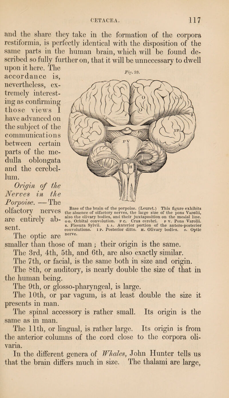 Fir. 59. and the share they take in the formation of the corpora restiformia, is perfectly identical with the disposition of the same parts in the human brain, which will be found de¬ scribed so fully further on, that it will be unnecessary to dwell upon it here. The accordance is, nevertheless, ex¬ tremely interest¬ ing as confirming those views 1 have advanced on the subject of the c ommunicat ions between certain parts of the me¬ dulla oblongata and the cerebel¬ lum. Origin of the Nerves in the Porpoise. —The nl+ArTninr tipwpq Base of the brain of the porpoise. (Leuret.) This figure exhibits OUdOlOiy liei VOS the absence of olfactory nerves, the large size of the pons Varolii, I* ] P also the olivary bodies, and their juxtaposition on the mesial line. cllC eilllieiy do- 00. Orbital convolution, pc. Crus cerebri. p v. Pons Varolii. x s. Fissura Sylvii. la. Anterior portion of the antero-posterior SeilL. convolutions, ip. Posterior ditto, h. Olivary bodies, o. Optic The optic are nerve' smaller than those of man ; their origin is the same. The 3rd, 4th, 5th, and 6th, are also exactly similar. The 7th, or facial, is the same both in size and origin. The 8th, or auditory, is nearly double the size of that in the human being. The 9th, or glosso-pharyngeal, is large. The 10th, or par vagum, is at least double the size it presents in man. The spinal accessory is rather small. Its origin is the same as m man. rp The 11th, or lingual, is rather large. Its origin is from the anterior columns of the cord close to the corpora oli- varia. In the different genera of Whales, John Hunter tells us that the brain differs much in size. The thalami are large,