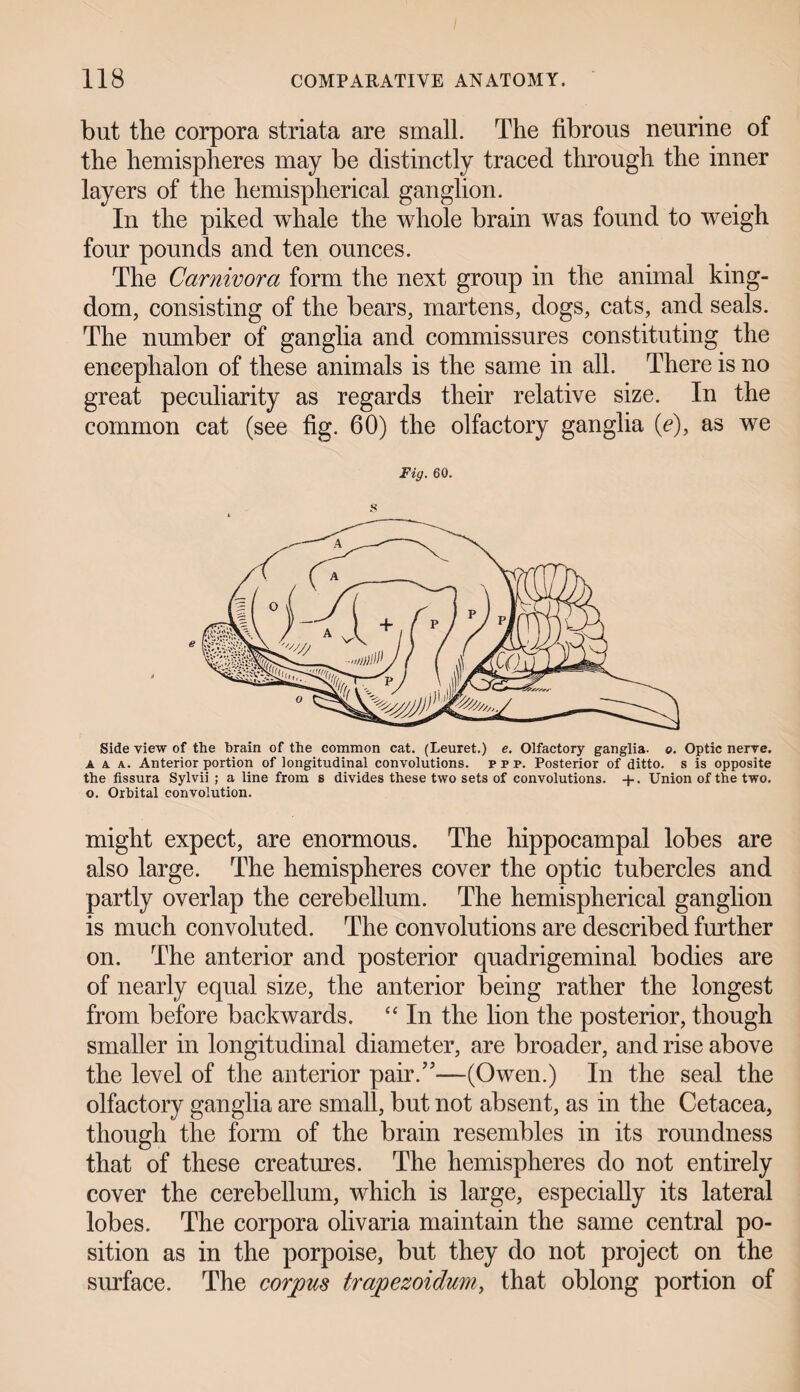 but the corpora striata are small. The fibrous neurine of the hemispheres may be distinctly traced through the inner layers of the hemispherical ganglion. In the piked whale the whole brain was found to weigh four pounds and ten ounces. The Carnivora form the next group in the animal king¬ dom, consisting of the bears, martens, dogs, cats, and seals. The number of ganglia and commissures constituting the encephalon of these animals is the same in all. There is no great peculiarity as regards their relative size. In the common cat (see fig. 60) the olfactory ganglia (e), as we Fig. 60. S Side view of the brain of the common cat. (Leuret.) e. Olfactory ganglia, e. Optic nerve. A a. a. Anterior portion of longitudinal convolutions, p p p. Posterior of ditto, s is opposite the fissura Sylvii ; a line from s divides these two sets of convolutions. +. Union of the two. o. Orbital convolution. might expect, are enormous. The hippocampal lobes are also large. The hemispheres cover the optic tubercles and partly overlap the cerebellum. The hemispherical ganglion is much convoluted. The convolutions are described further on. The anterior and posterior quadrigeminal bodies are of nearly equal size, the anterior being rather the longest from before backwards. “ In the lion the posterior, though smaller in longitudinal diameter, are broader, and rise above the level of the anterior pair.”—(Owen.) In the seal the olfactory ganglia are small, but not absent, as in the Cetacea, though the form of the brain resembles in its roundness that of these creatures. The hemispheres do not entirely cover the cerebellum, which is large, especially its lateral lobes. The corpora olivaria maintain the same central po¬ sition as in the porpoise, but they do not project on the surface. The corpus trapezoidum, that oblong portion of