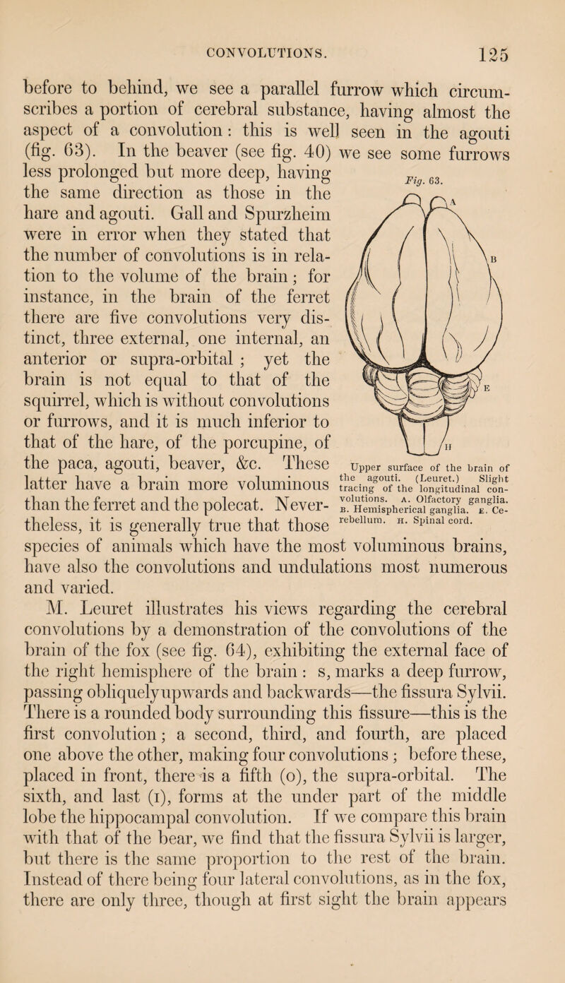 Fig. 63. before to behind, we see a parallel furrow which circum¬ scribes a portion of cerebral substance, having almost the aspect of a convolution: this is well seen in the agouti (fig. 63). In the beaver (see fig. 40) we see some furrows less prolonged but more deep, having the same direction as those in the hare and agouti. Gall and Spurzheim were in error when they stated that the number of convolutions is in rela¬ tion to the volume of the brain; for instance, in the brain of the ferret there are five convolutions very dis¬ tinct, three external, one internal, an anterior or supra-orbital ; yet the brain is not equal to that of the squirrel, which is without convolutions or furrows, and it is much inferior to that of the hare, of the porcupine, of the paca, agouti, beaver, &c. These uPPer surface of the brain of latter have a brain more voluminous tminroTihe'Sdinafc^ than the ferret and the polecat. Never- I?tie^sPh^icai gaS.gTgci theless, it is generally true that those rebellura* H*spinal cord- species of animals which have the most voluminous brains, have also the convolutions and undulations most numerous and varied. M. Leuret illustrates his views regarding the cerebral convolutions by a demonstration of the convolutions of the brain of the fox (see fig. 64), exhibiting the external face of the right hemisphere of the brain : s, marks a deep furrow, passing obliquely upwards and backwards—the fissura Sylvii. There is a rounded body surrounding this fissure—this is the first convolution; a second, third, and fourth, are placed one above the other, making four convolutions ; before these, placed in front, there is a fifth (o), the supra-orbital. The sixth, and last (i), forms at the under part of the middle lobe the hippocampal convolution. If we compare this brain with that of the bear, we find that the fissura Sylvii is larger, but there is the same proportion to the rest of the brain. Instead of there being four lateral convolutions, as in the fox, there are only three, though at first sight the brain appears