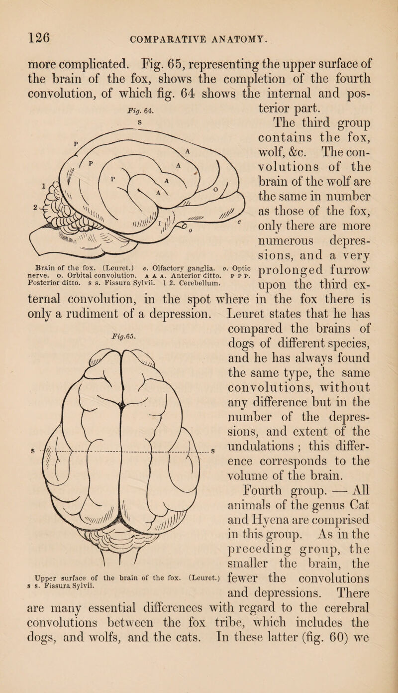 Fig. 64. Brain of the fox. (Leuret.) e. Olfactory ganglia, o. nerve, o. Orbital convolution, a a a. Anterior ditto, p Posterior ditto, s s. Fissura Sylvii. 1 2. Cerebellum. Fig. 65. more complicated. Fig. 65, representing the upper surface of the brain of the fox, shows the completion of the fourth convolution, of which fig. 64 shows the internal and pos¬ terior part. The third group contains the fox, wolf, &c. The con- volutions of the brain of the wolf are the same in number as those of the fox, only there are more numerous depres¬ sions, and a very optic prolonged furrow upon the third ex¬ ternal convolution, in the spot where in the fox there is only a rudiment of a depression. Leuret states that he has compared the brains of dogs of different species, and he has always found the same type, the same convolutions, without any difference but in the number of the depres¬ sions, and extent of the undulations ; this differ¬ ence corresponds to the volume of the brain. Fourth group. — All animals of the genus Cat and Hyena are comprised in this group. As in the preceding group, the smaller the brain, the (Leuret.) fewer the convolutions and depressions. There are many essential differences with regard to the cerebral convolutions between the fox tribe, which includes the dogs, and wolfs, and the cats. In these latter (fig. 60) we —-S Upper surface of the brain of the fox. s s. Fissura Sylvii.